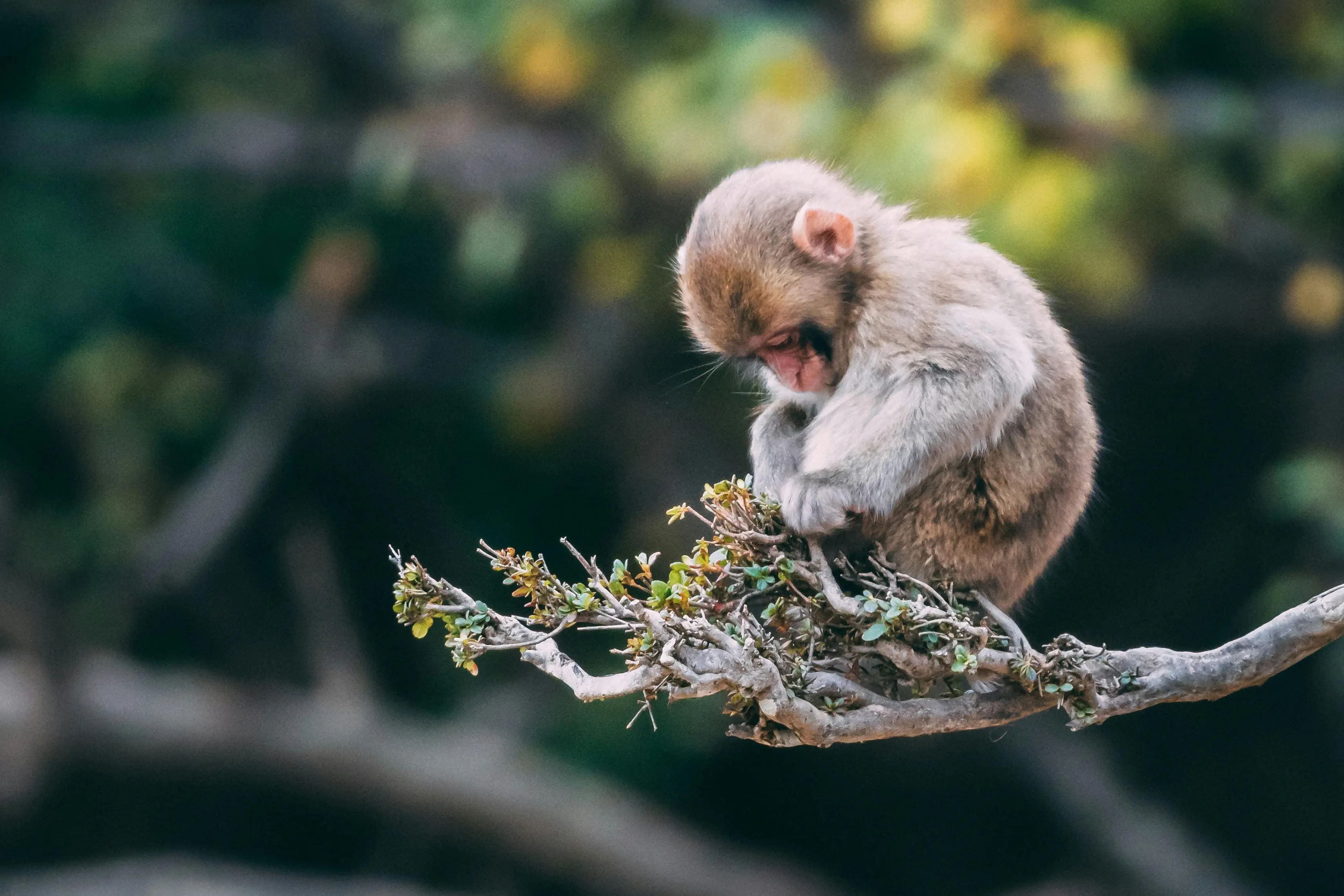 A monkey sitting on top of a tree branch.