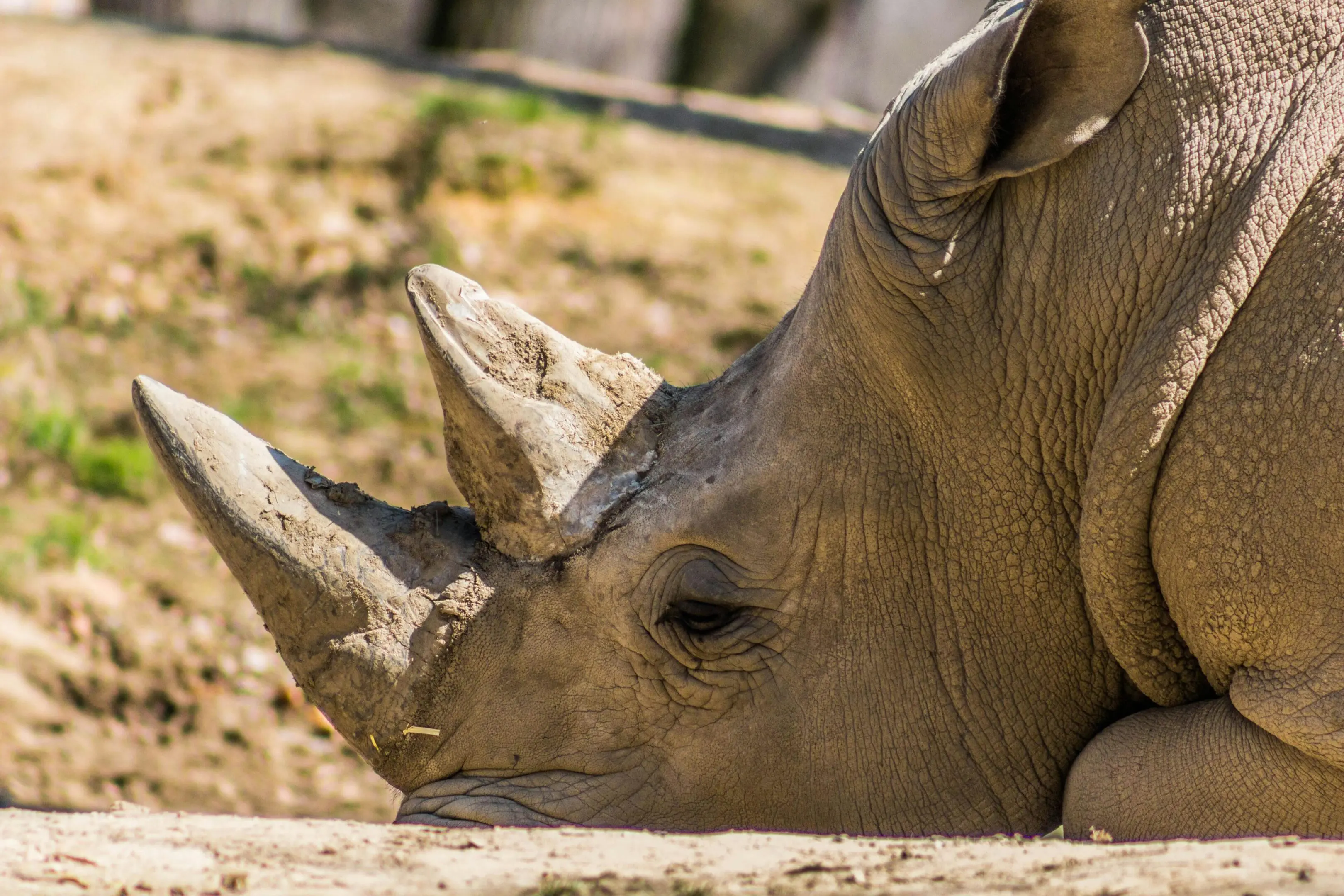 A rhino laying down in the dirt with its horns up.