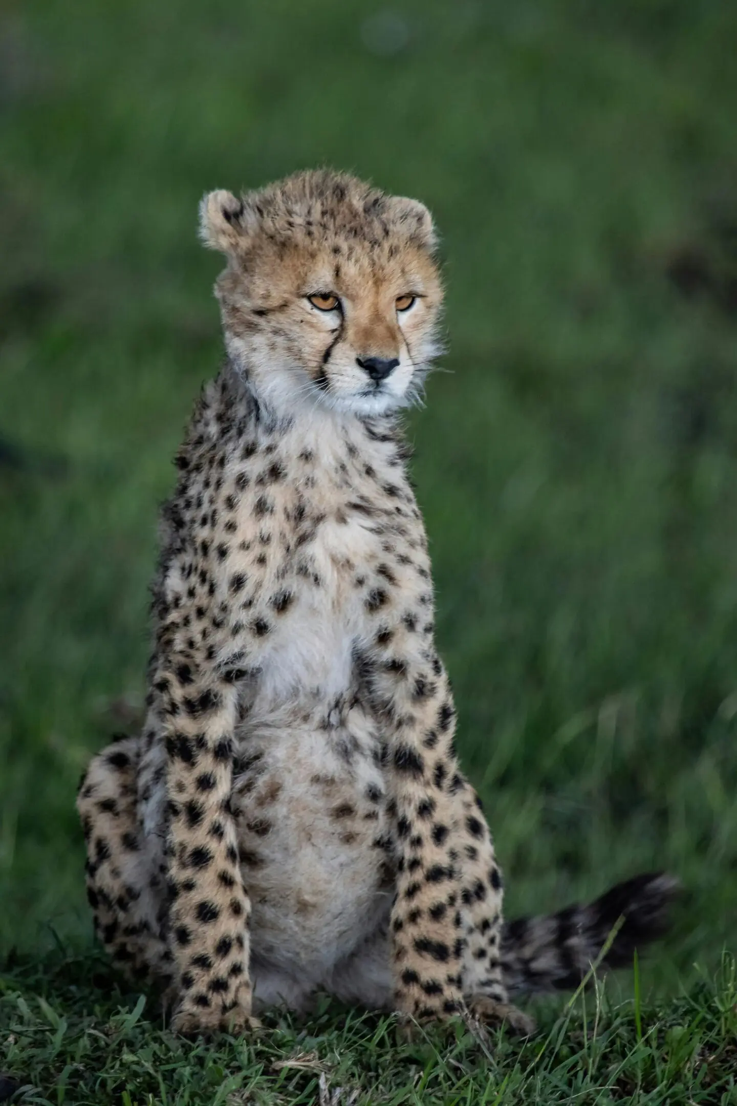 A cheetah standing on its hind legs in the grass.