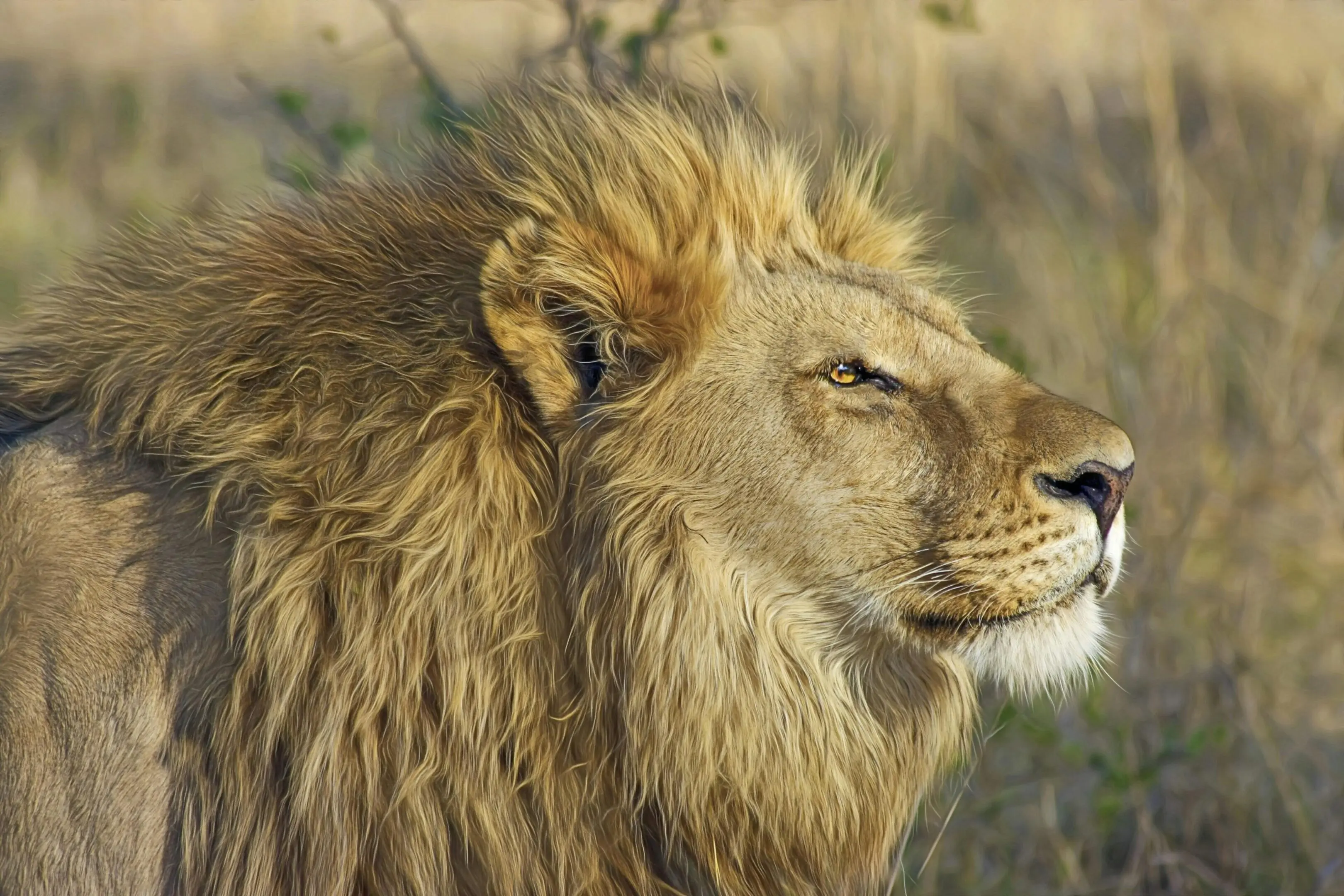 A close up of the head and face of a lion.
