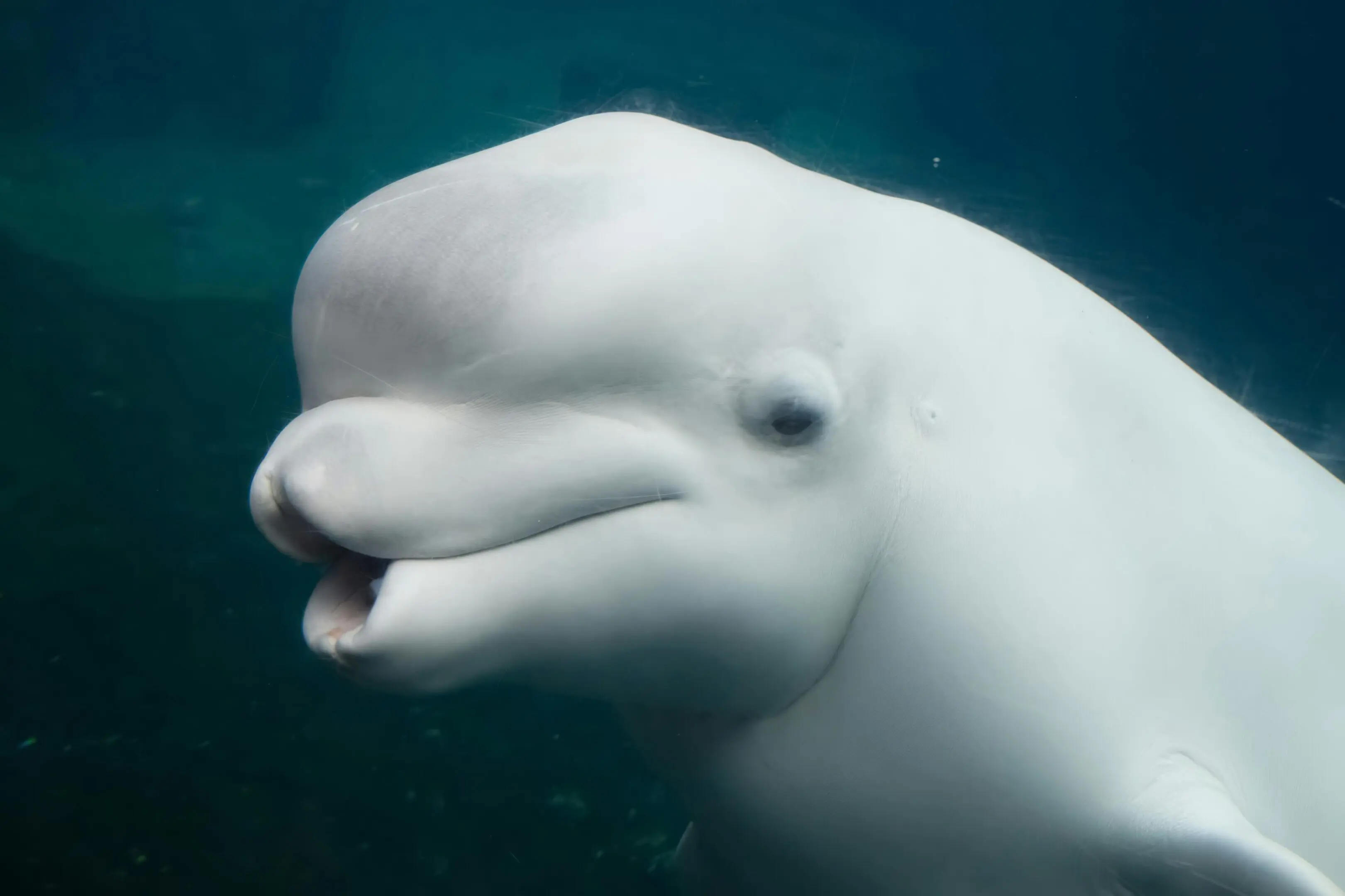 White whale underwater close-up portrait.