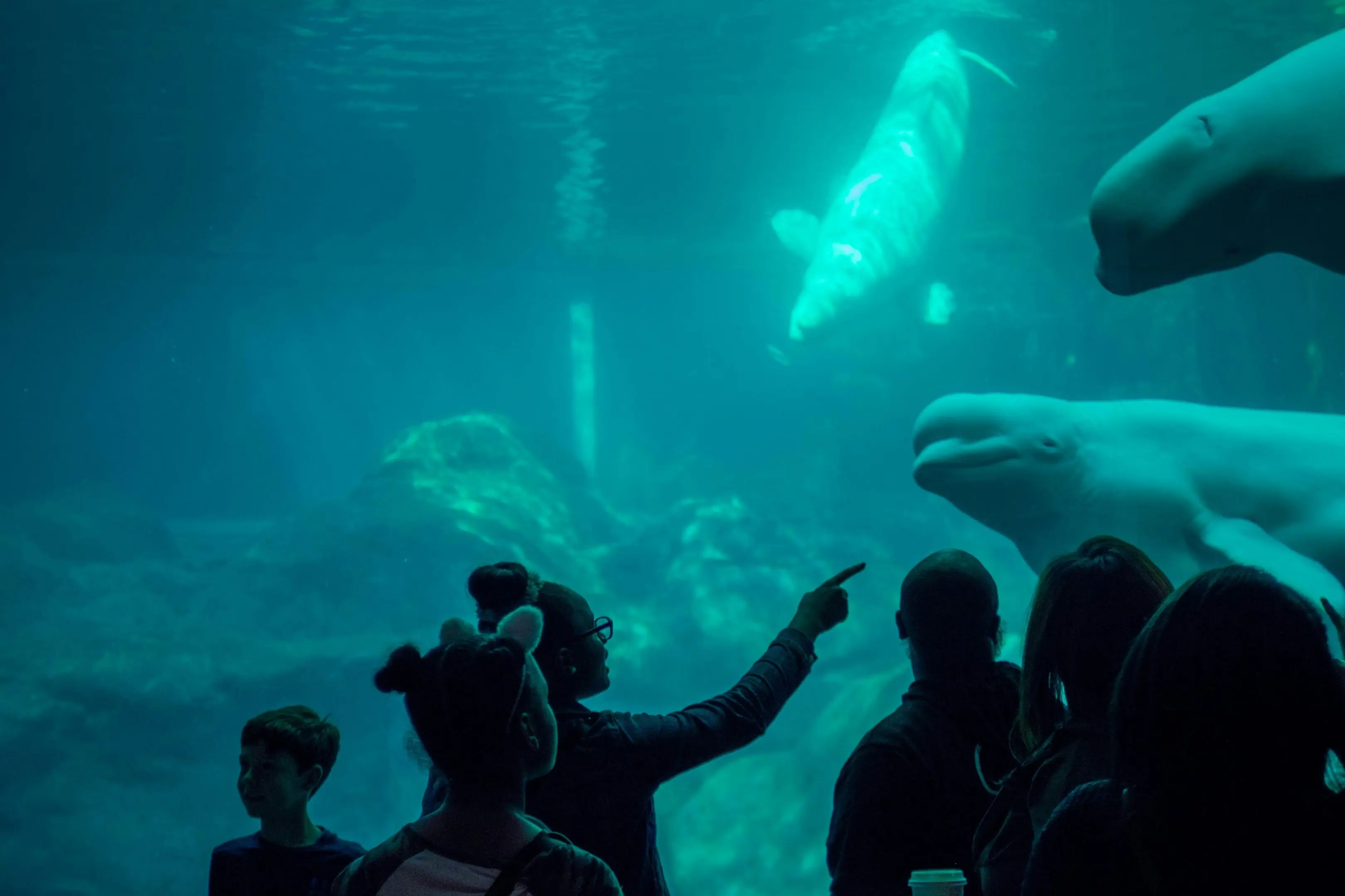 People watching beluga whales swim.
