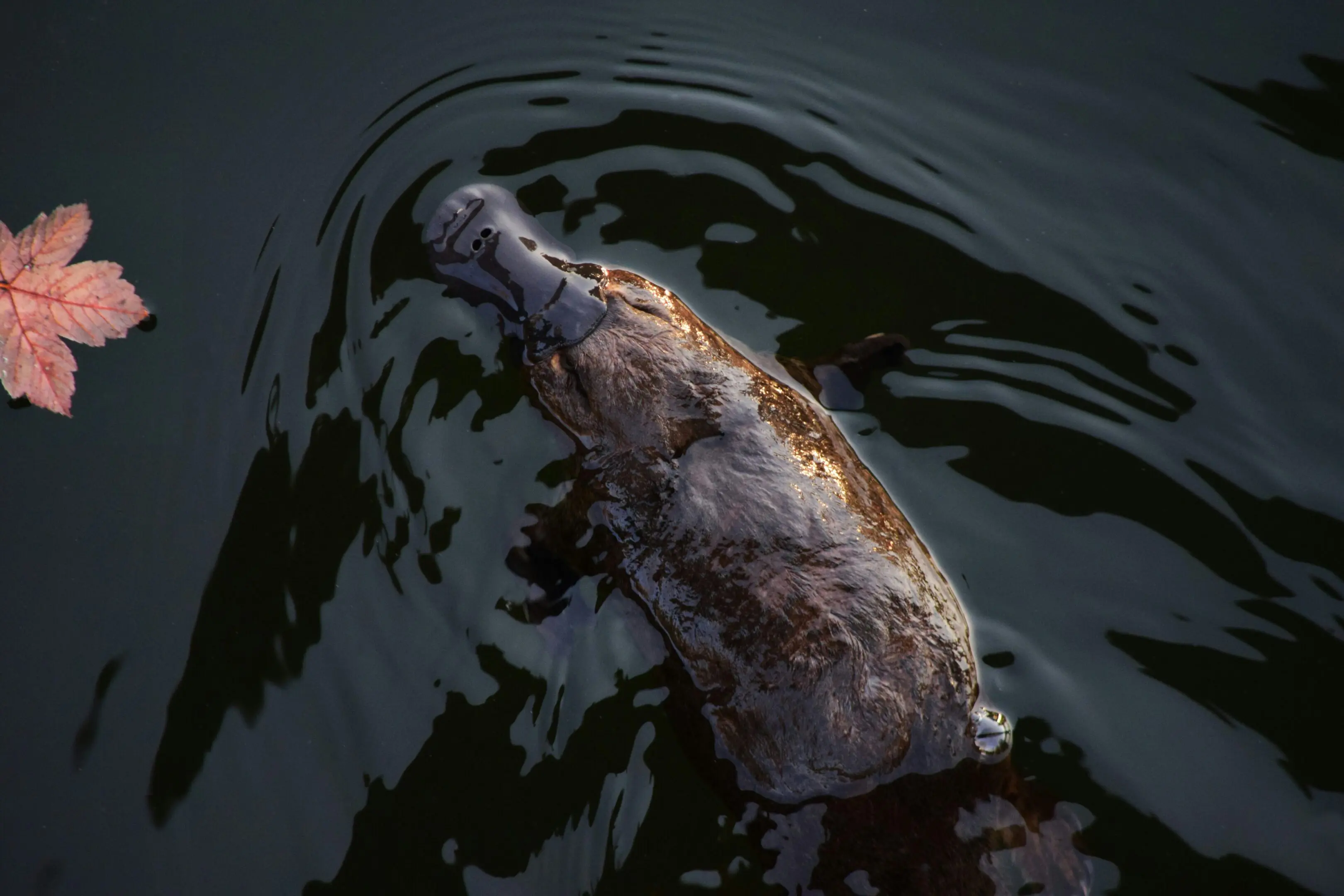 Platypus swimming in dark water.