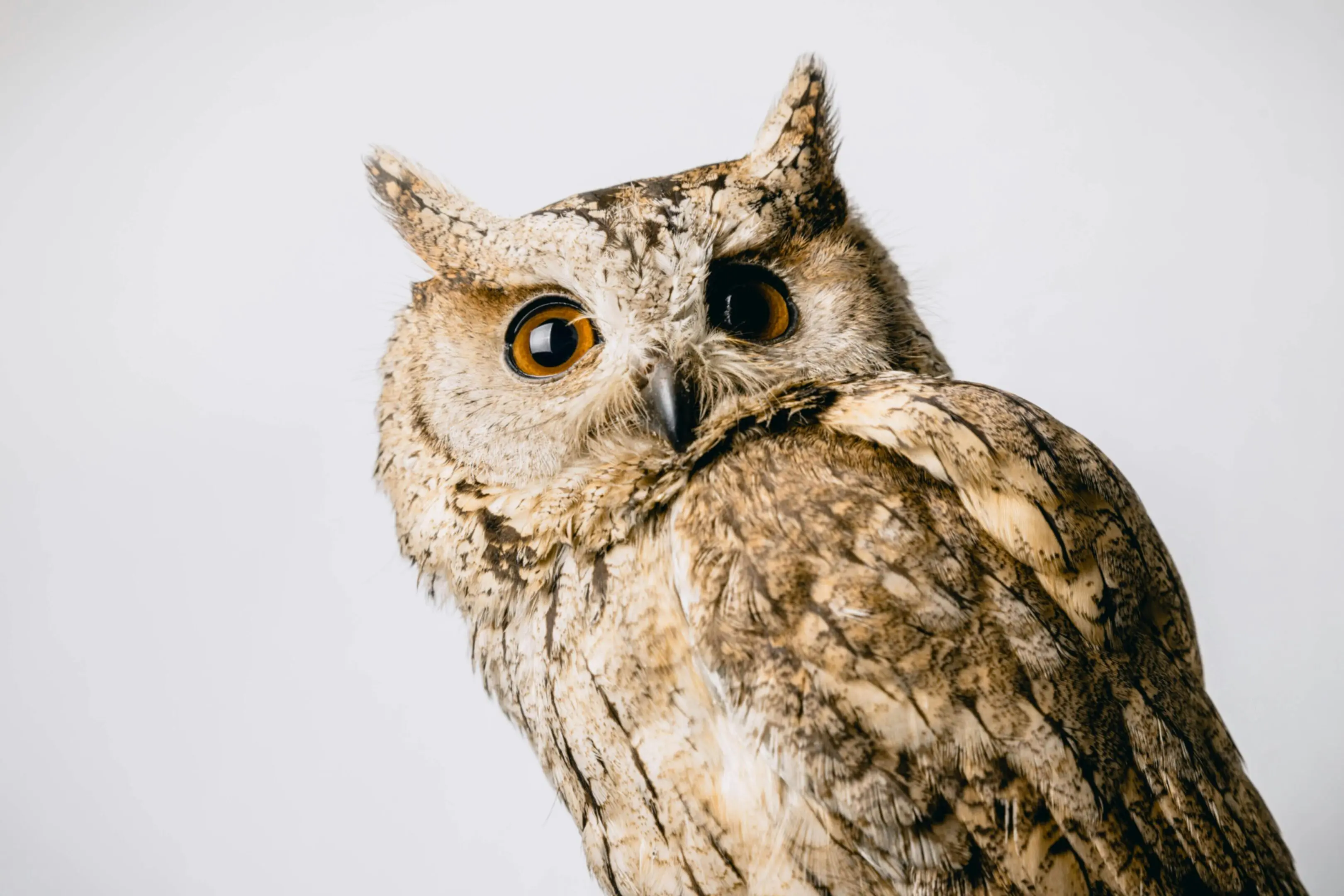 A close up of an owl with its eyes open