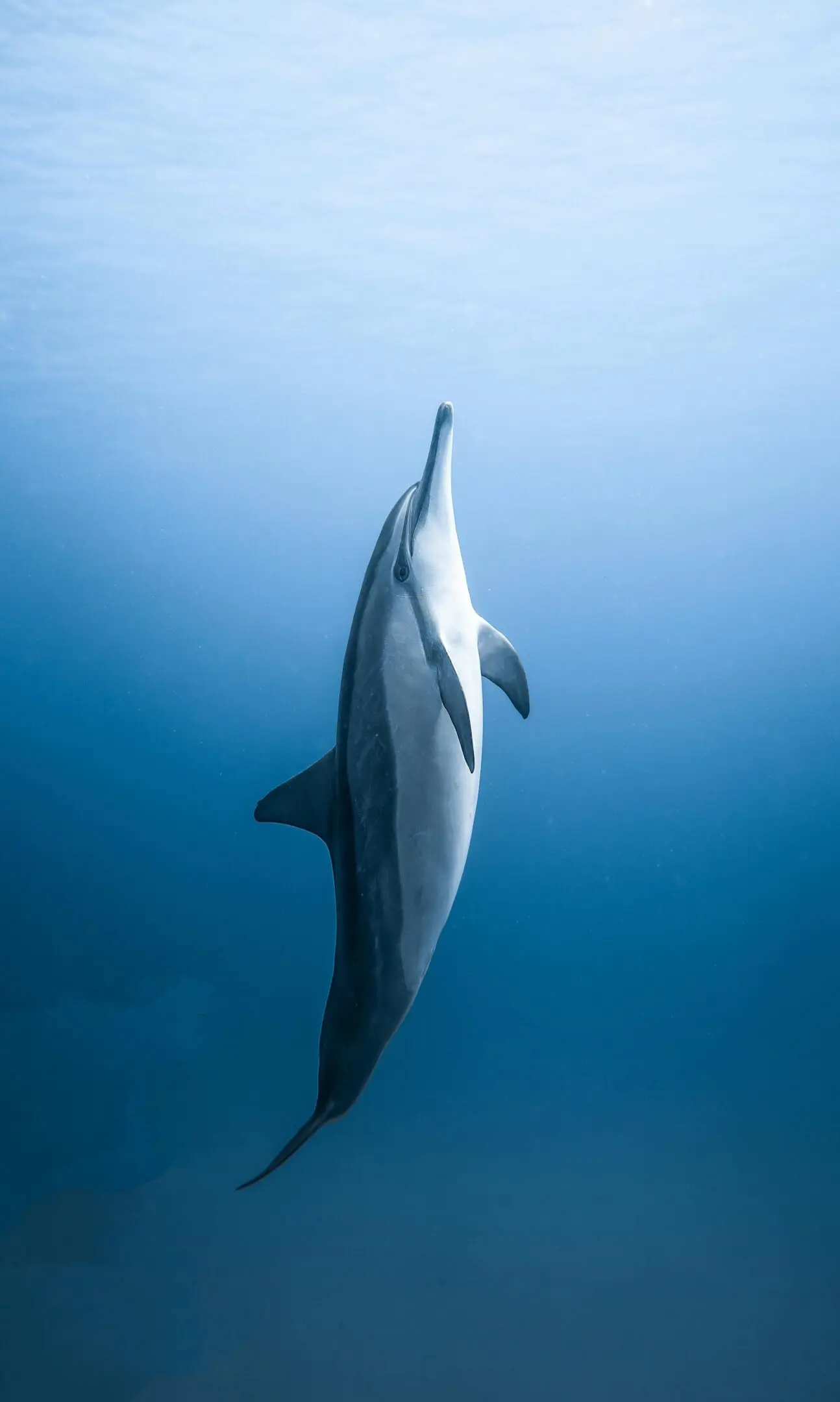 Here's an alt tag for the image: Dolphin swimming underwater.