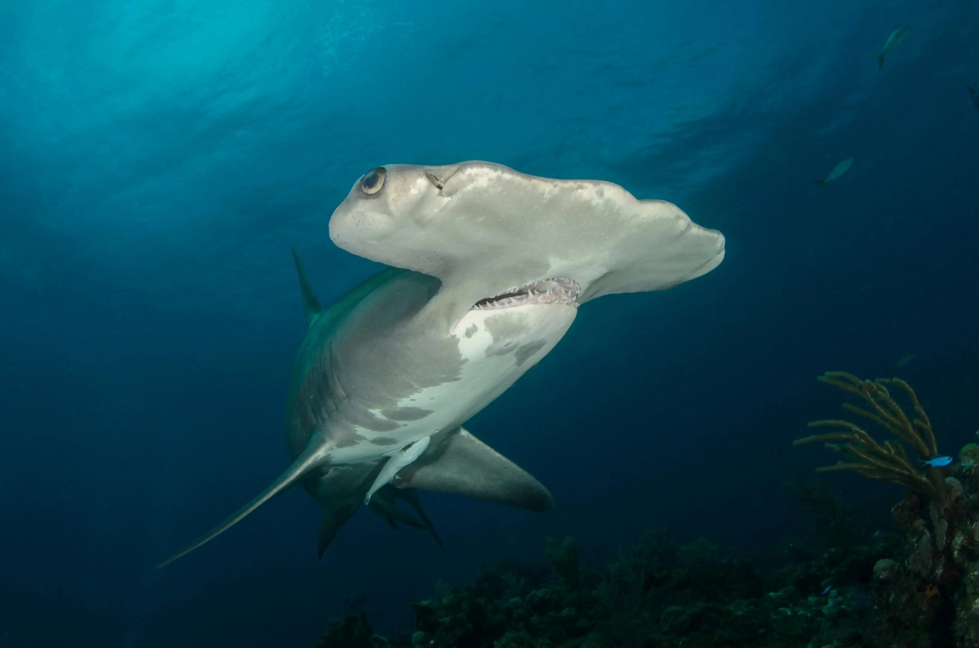 A shark swimming in the ocean under water.