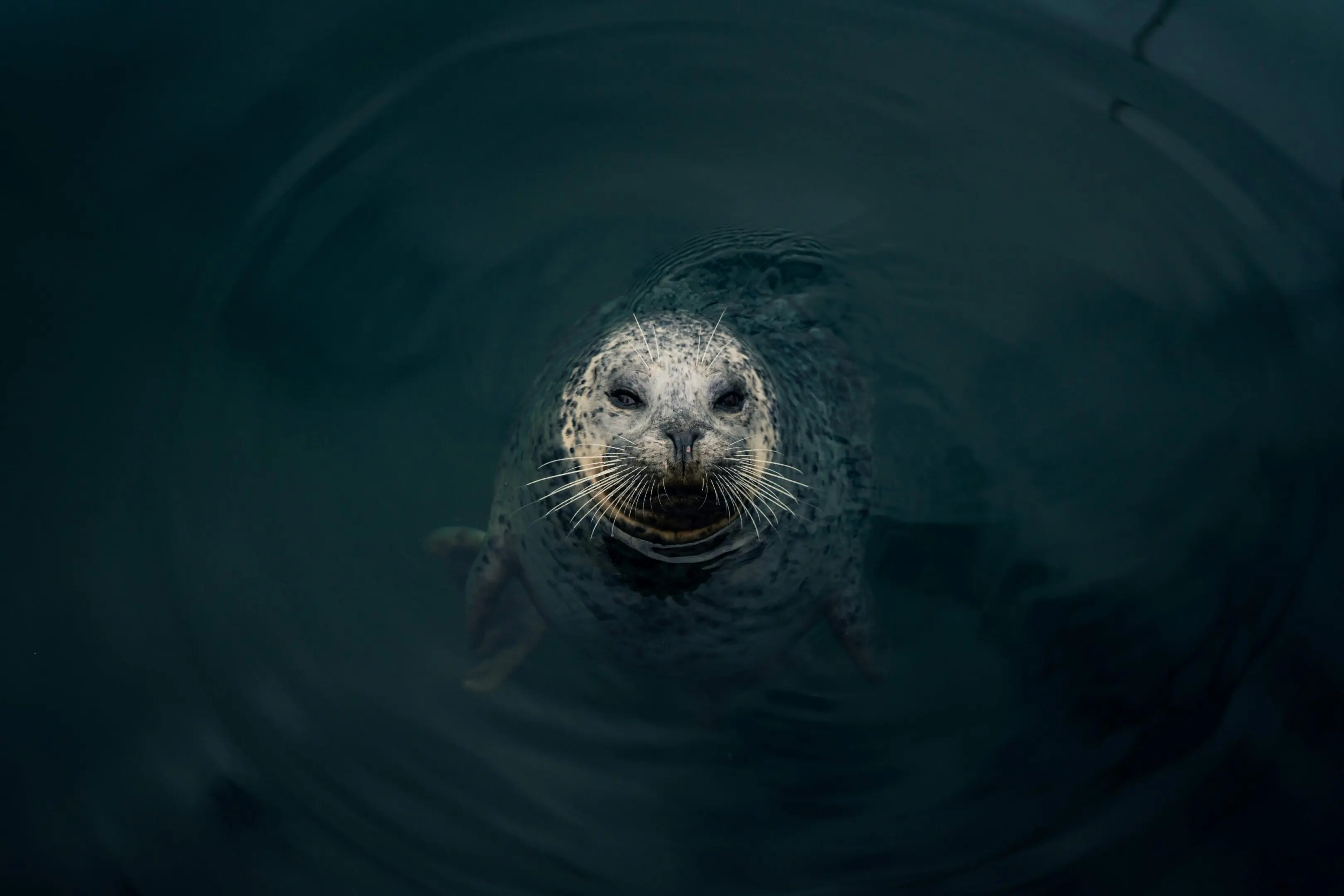 A seal is swimming in the water.