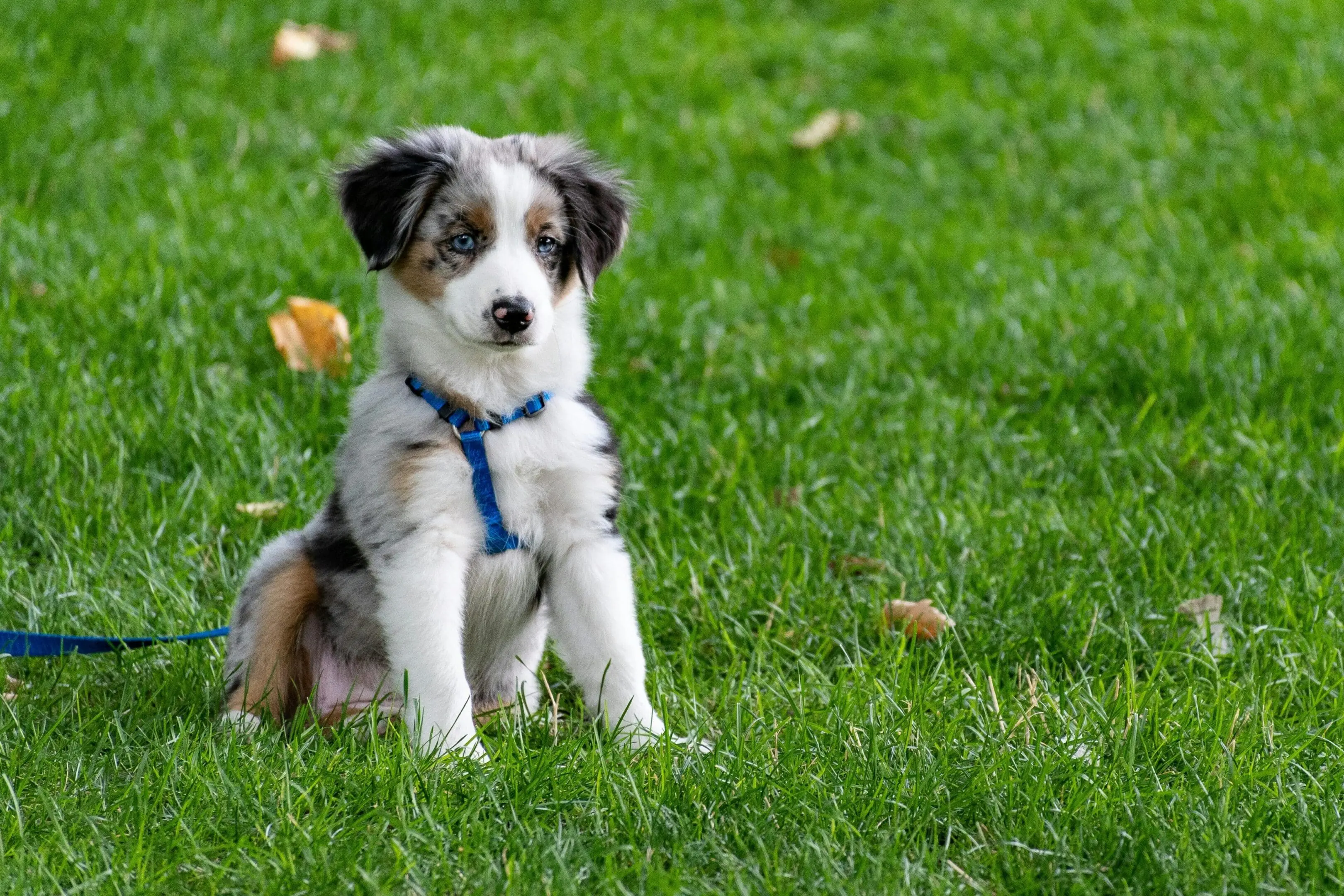 A dog sitting in the grass with its head down.