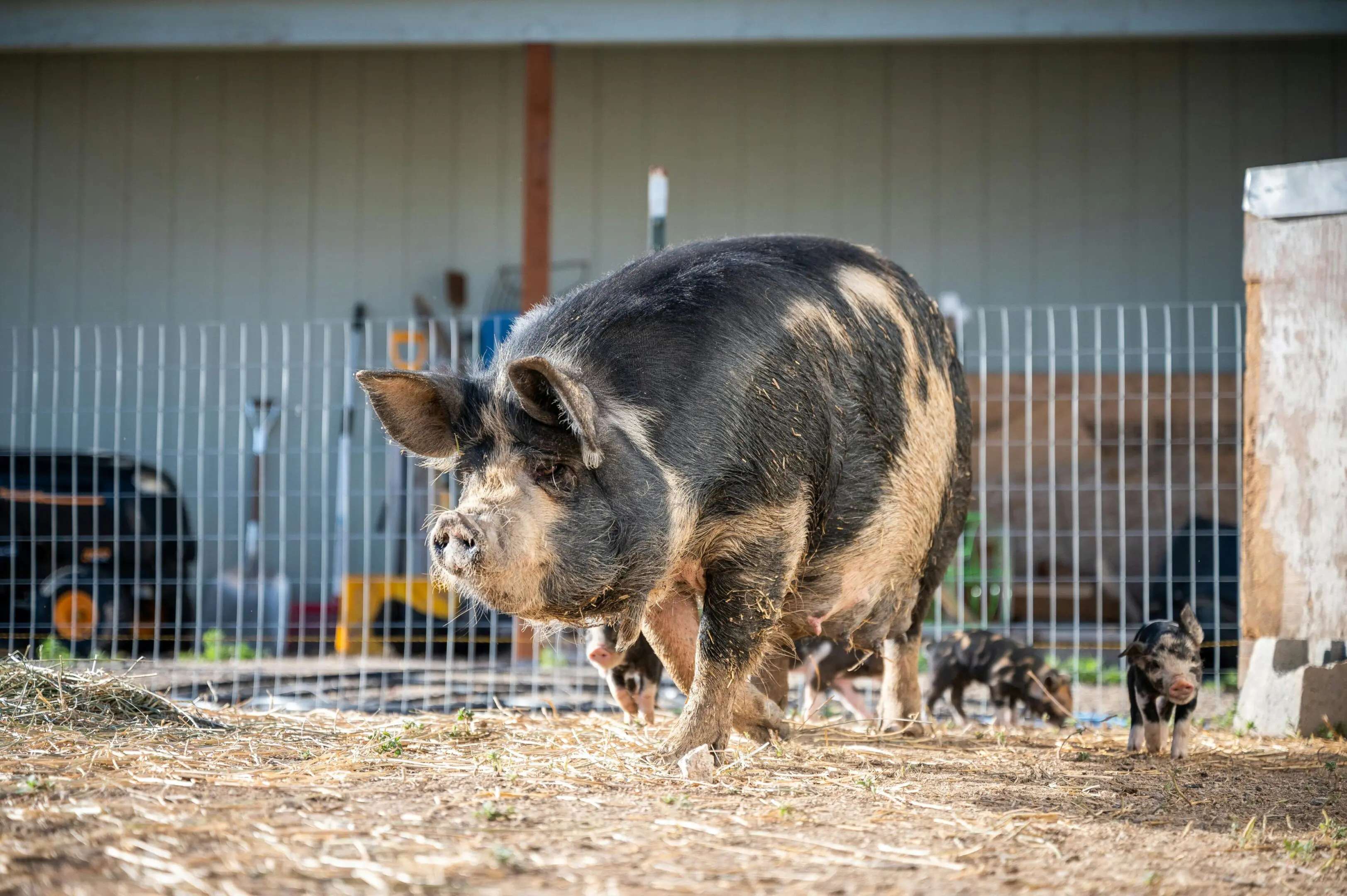 A pig walking in the dirt near a fence.