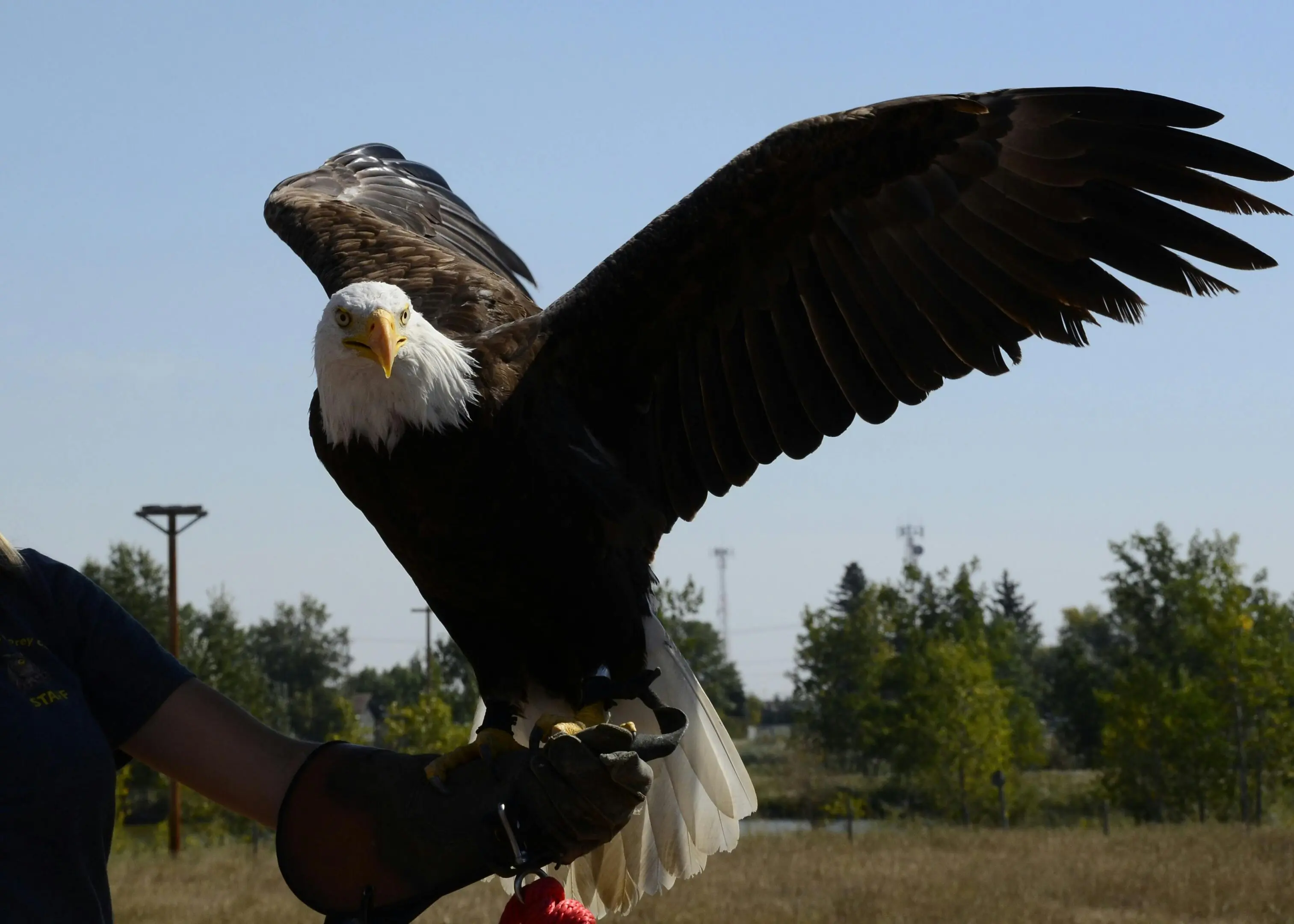 Bald eagle with wings spread, on a glove.