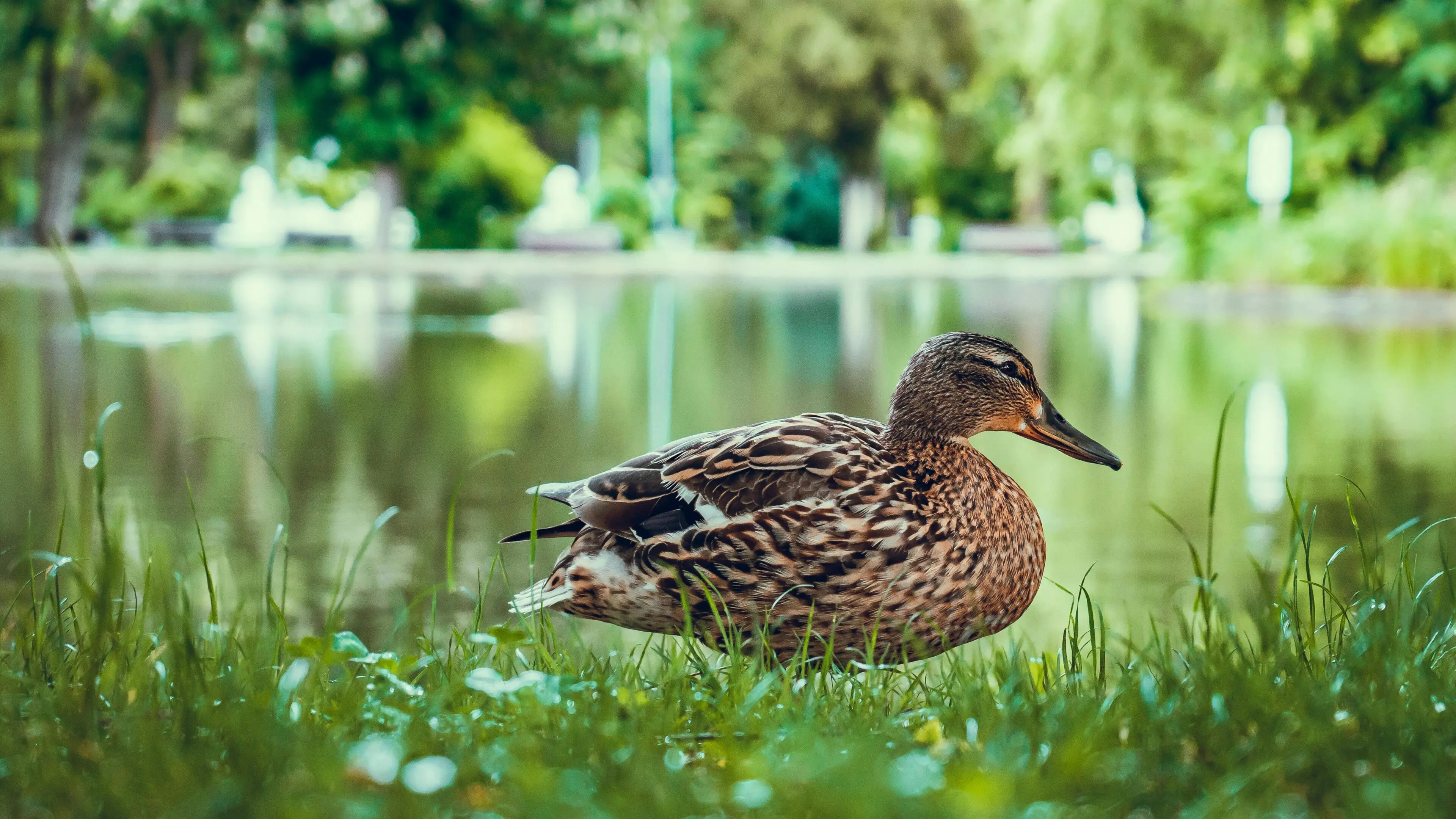 A duck sitting in the grass near water.