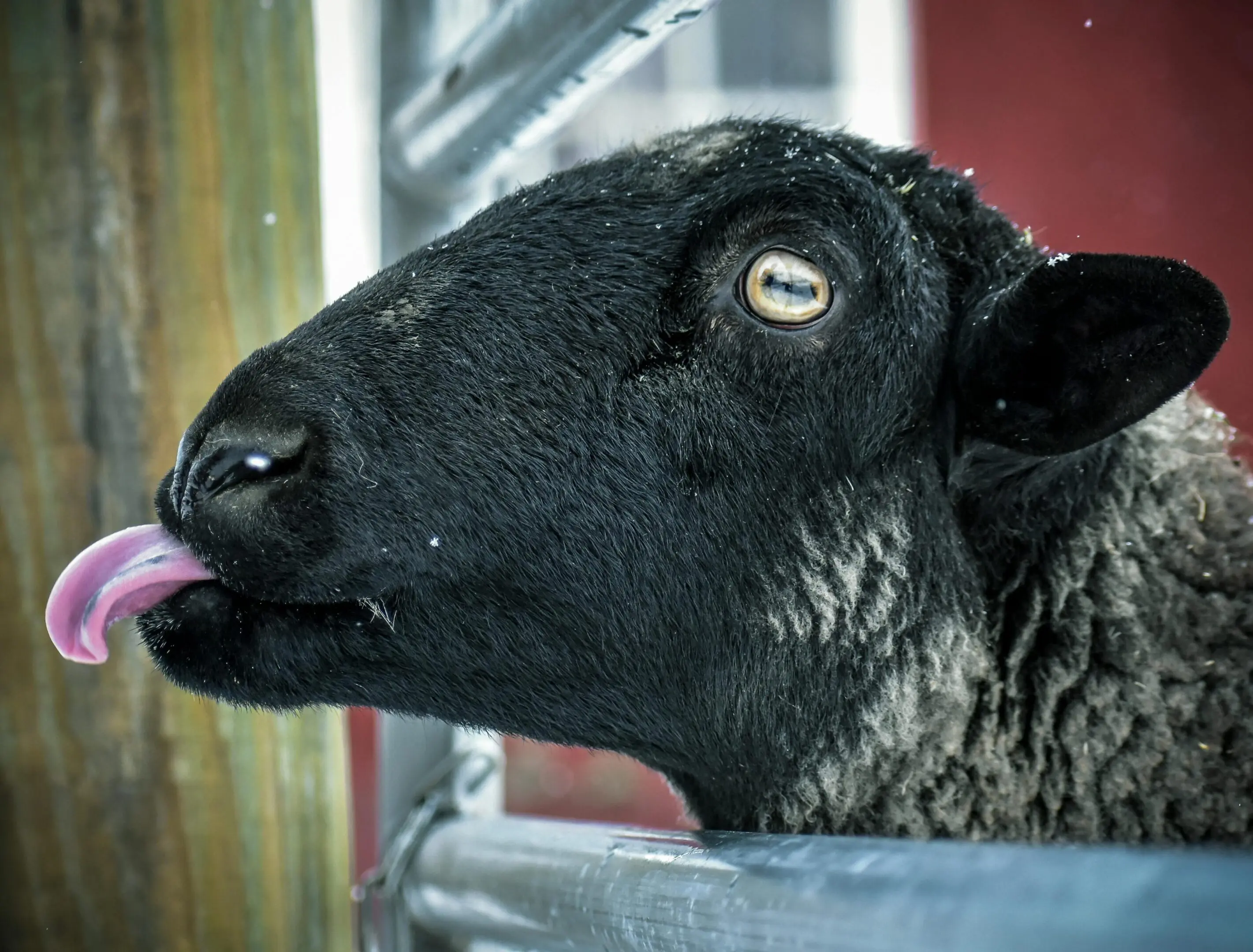 A black sheep with its tongue hanging out.