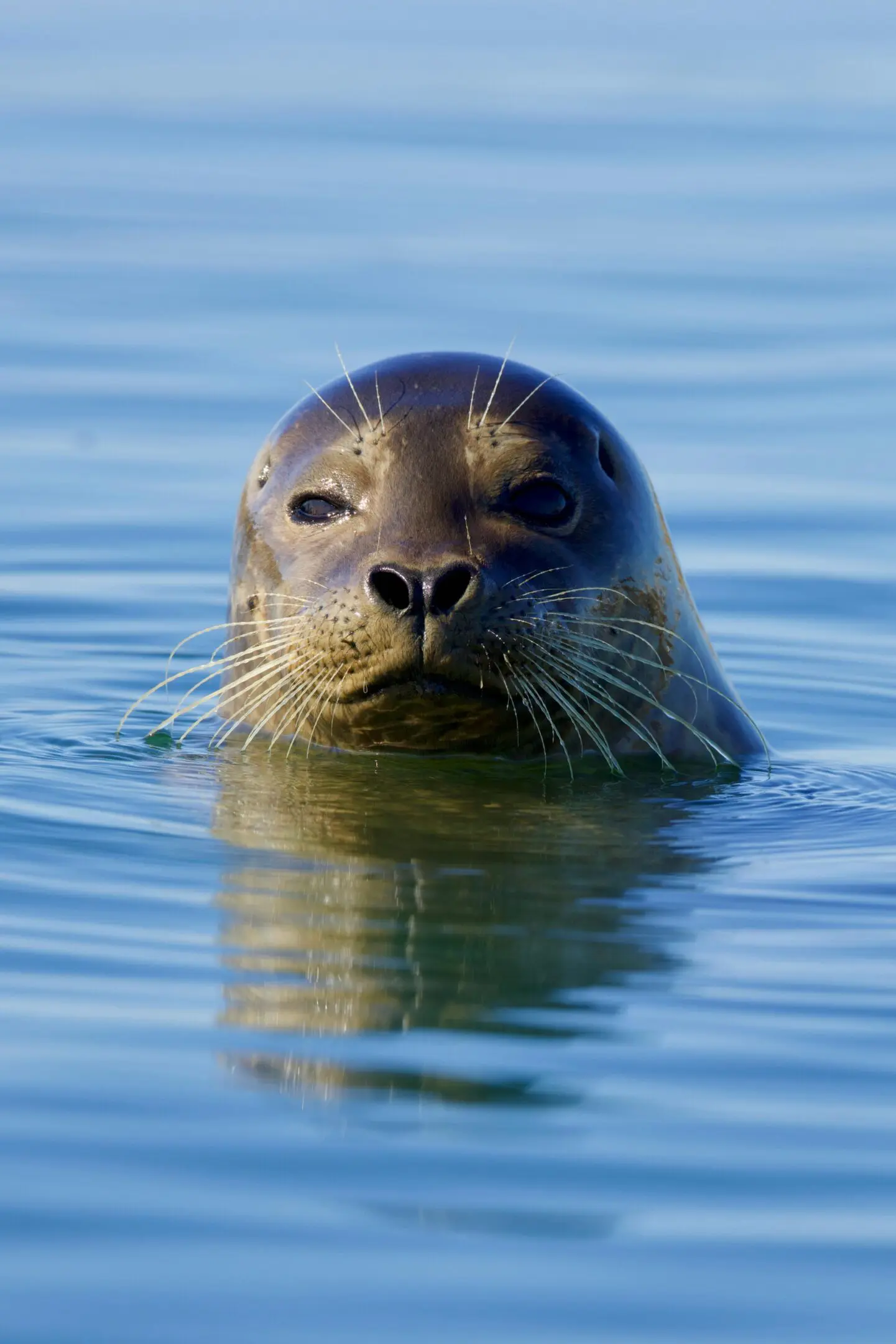 A seal is swimming in the water.