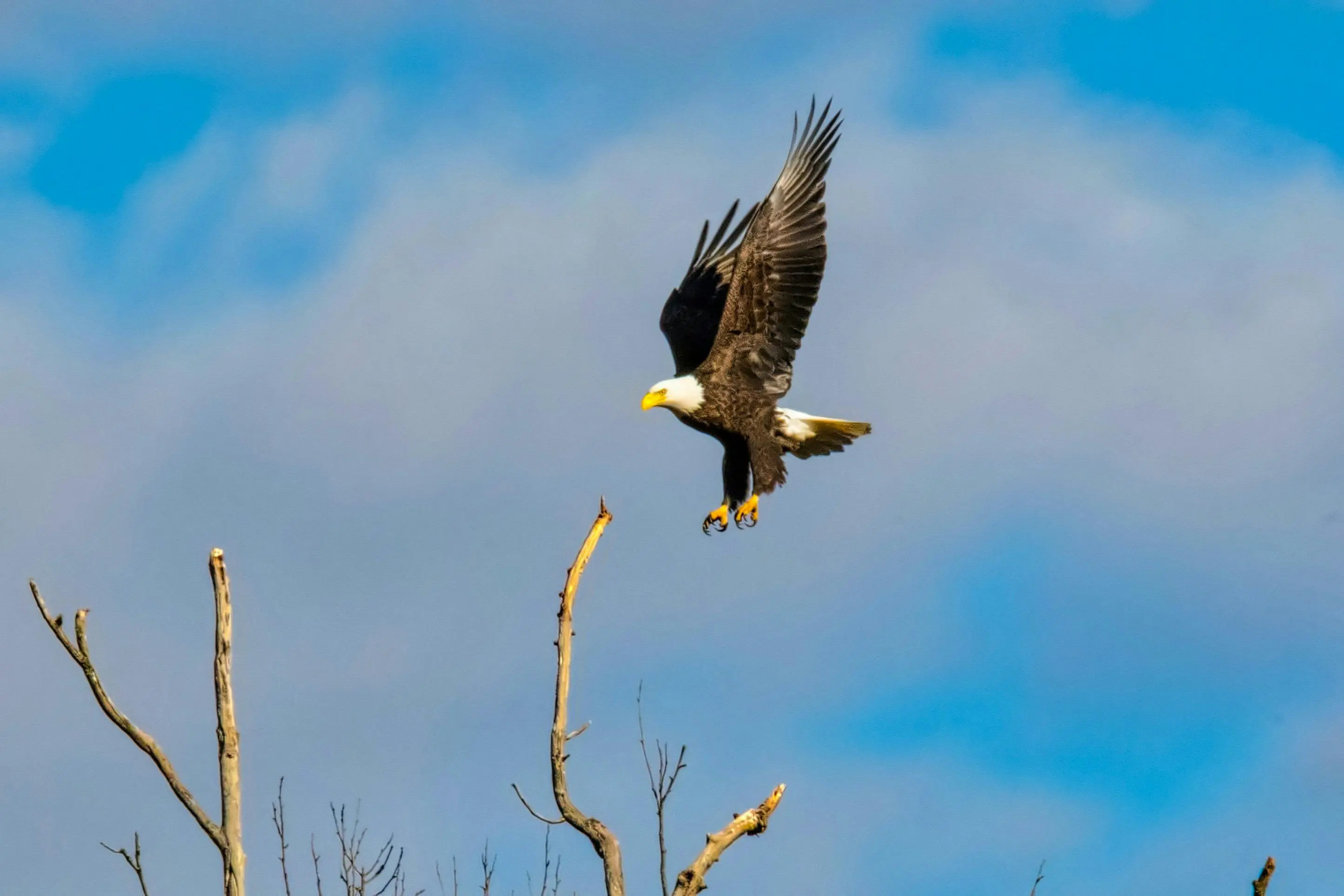 Bald eagle in flight, blue sky.