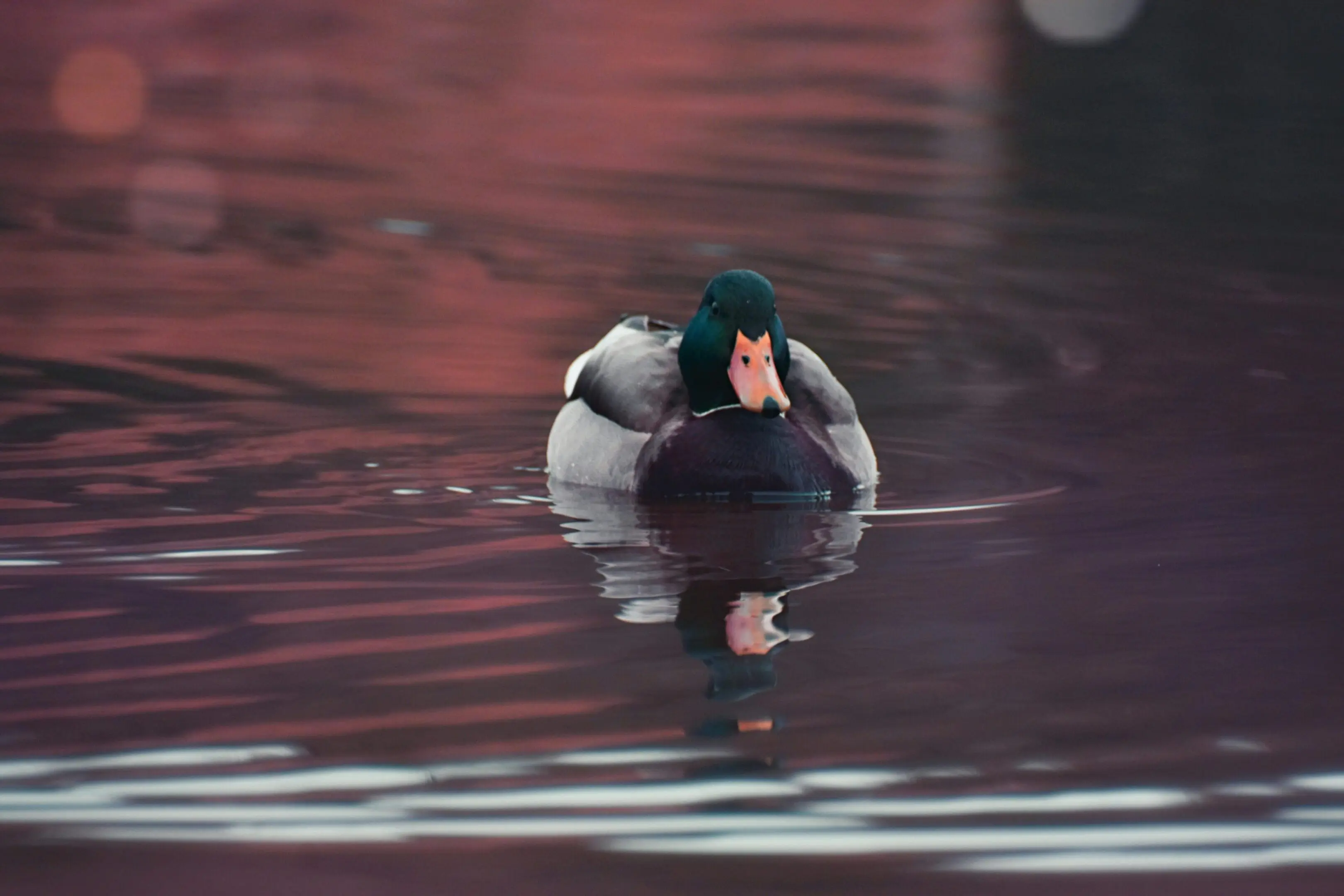 A duck with green head swimming in water.