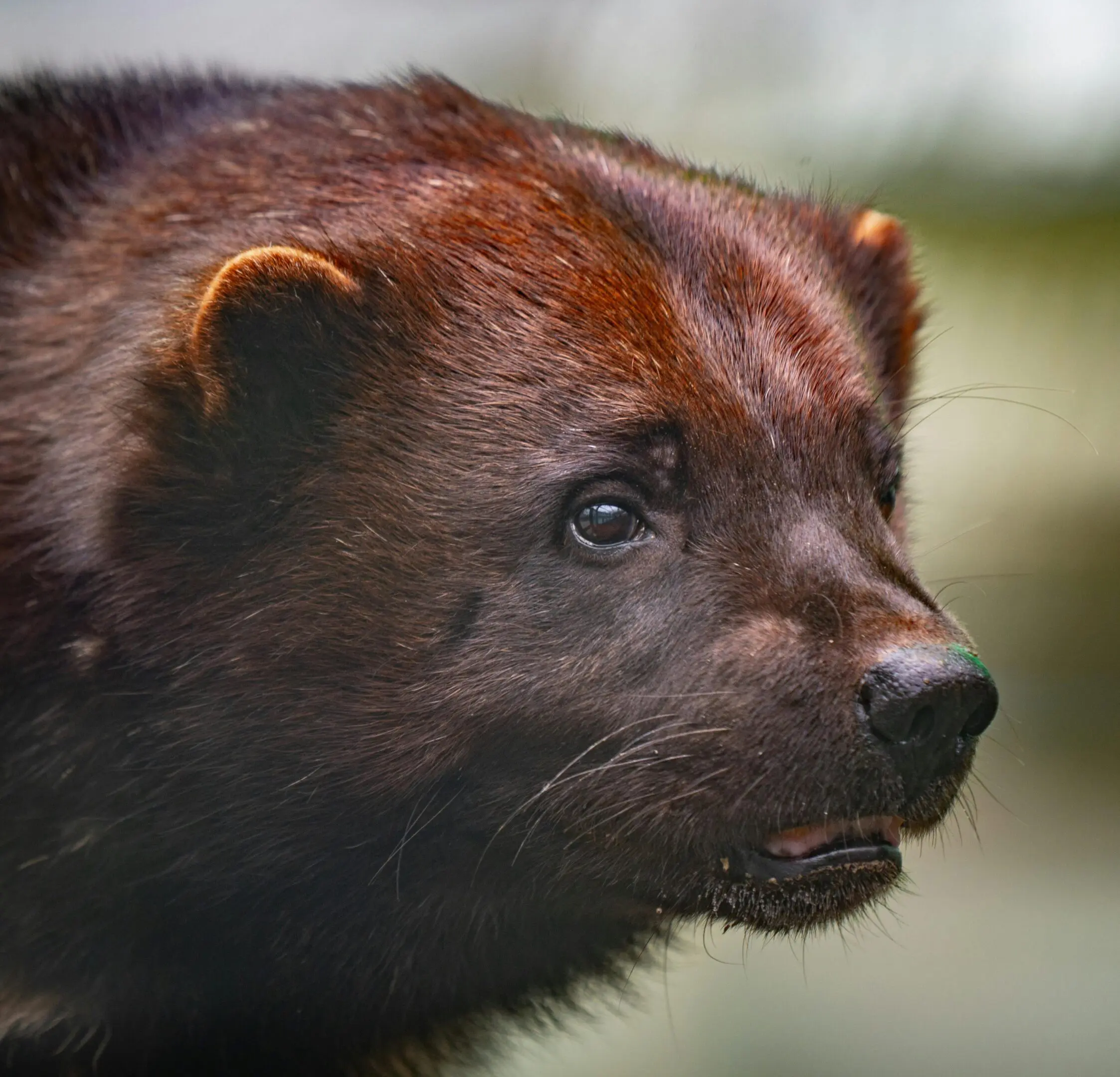 Close-up of a wolverine's head.