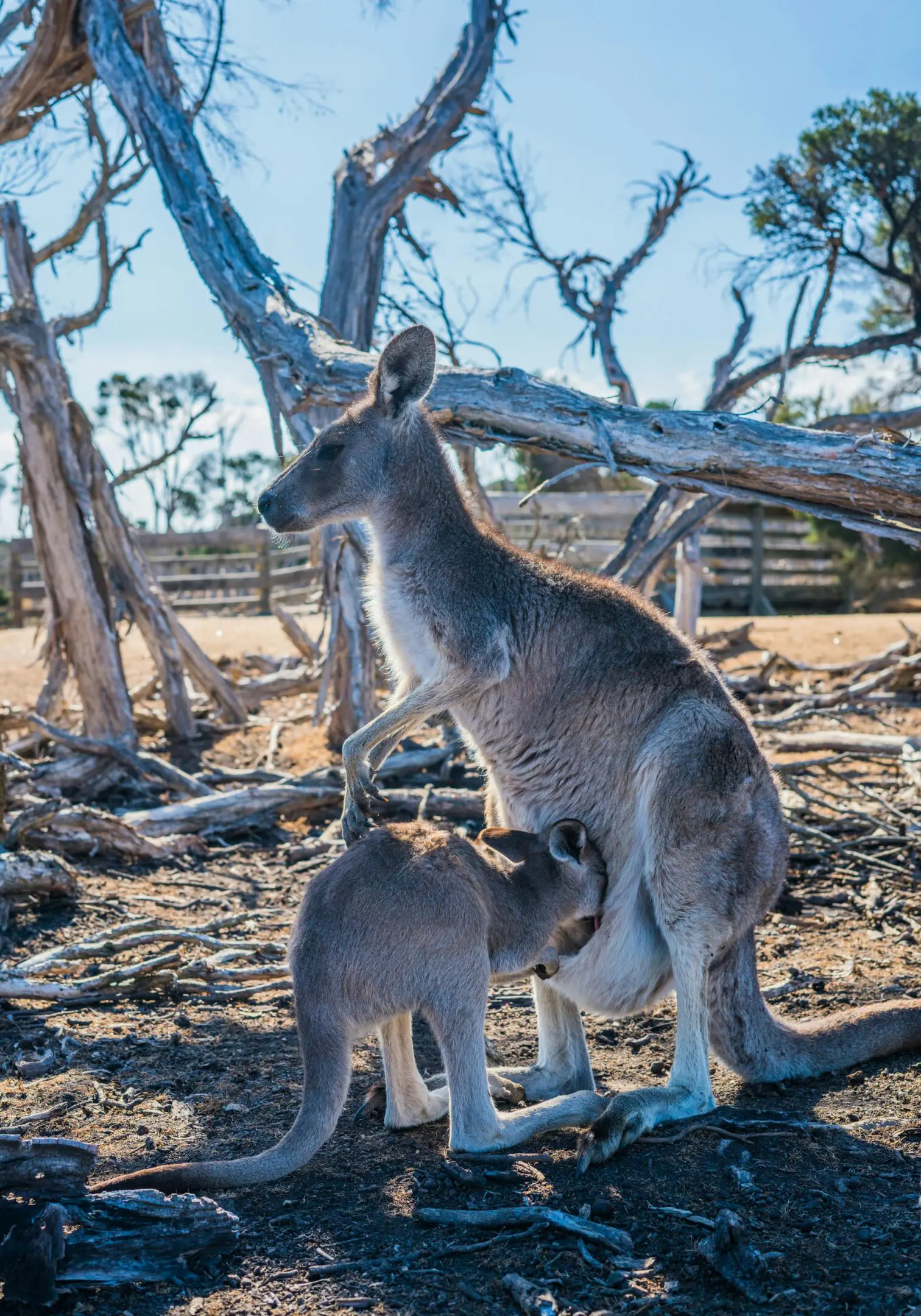 A kangaroo and its baby in the wild.