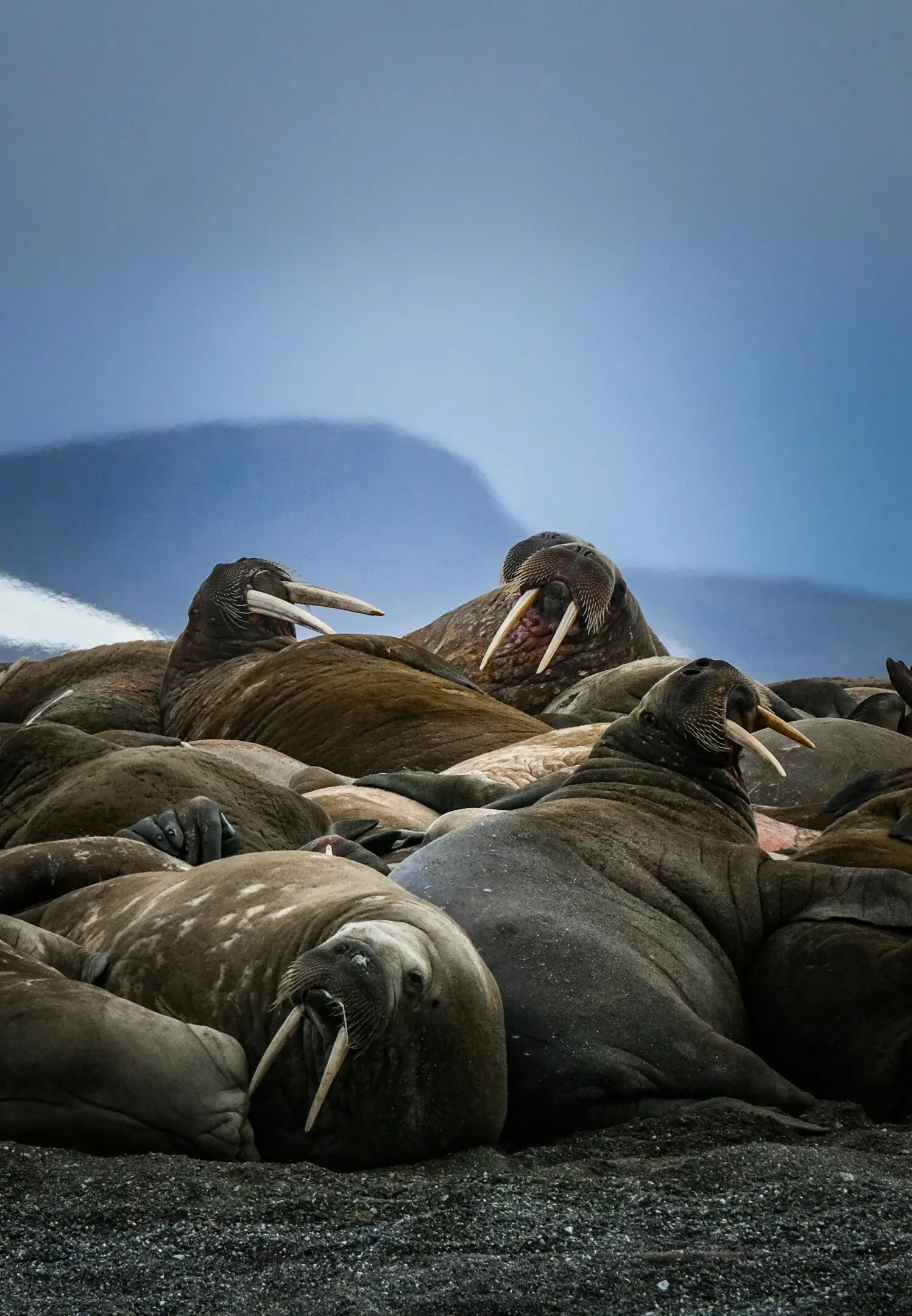 Walruses resting on a beach.