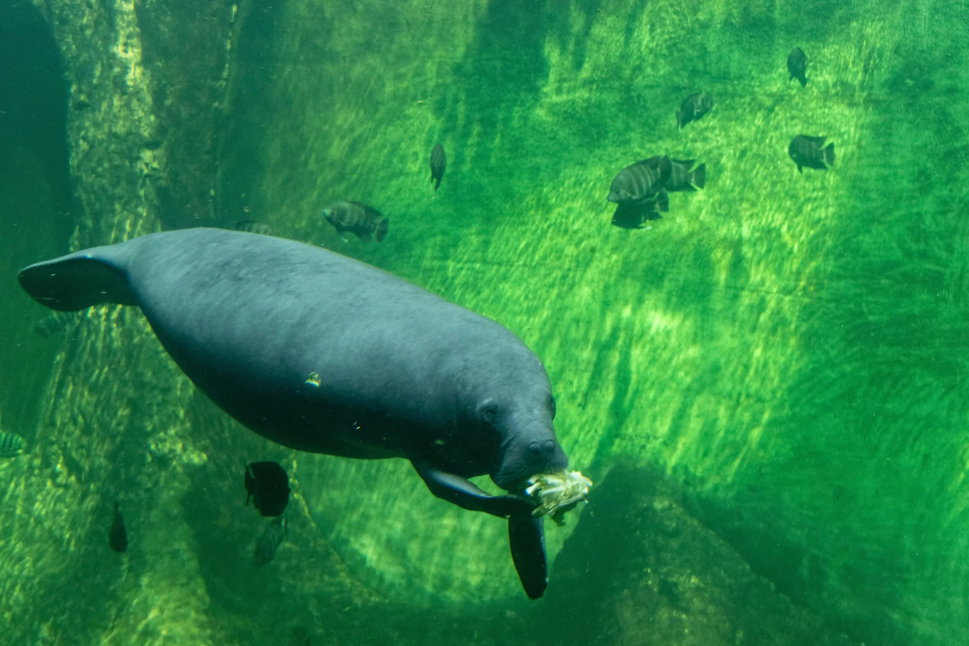 Manatee eating underwater with fish.