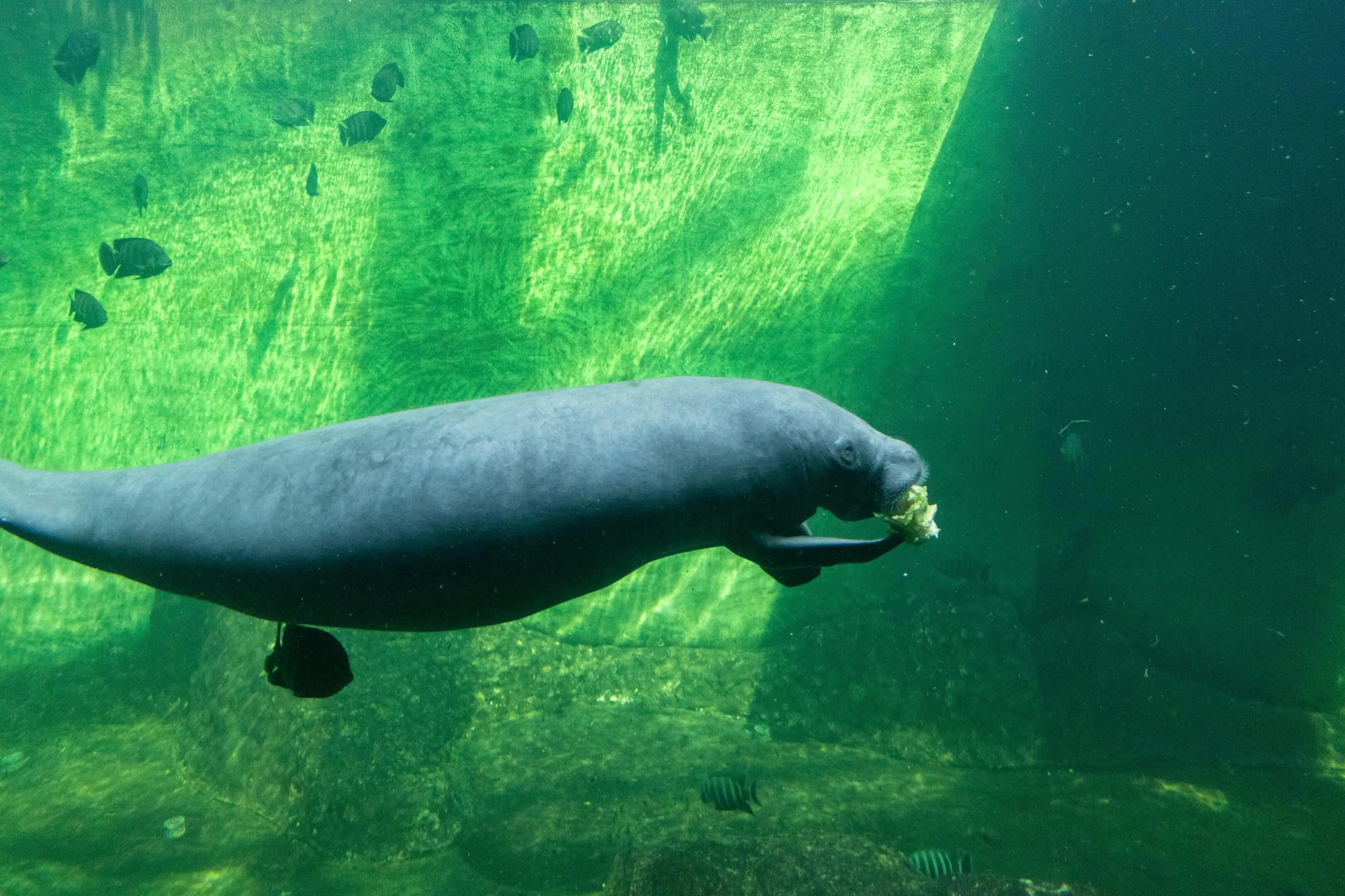 Manatee eating underwater in green water.