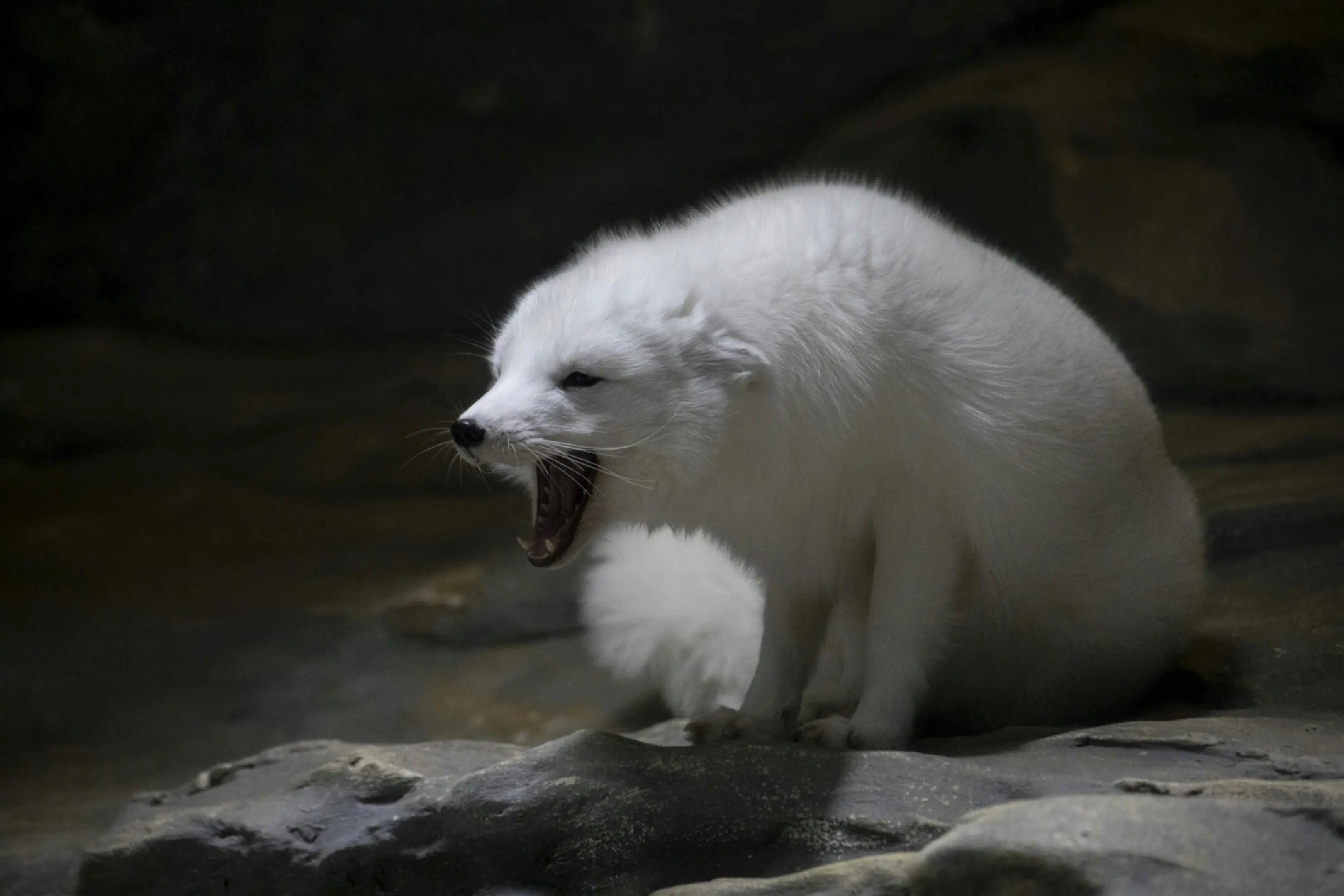 White arctic fox yawning on rocks.