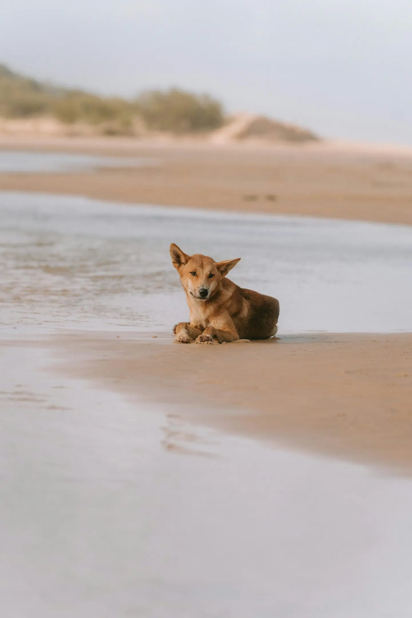 A dog sitting on the beach in shallow water.