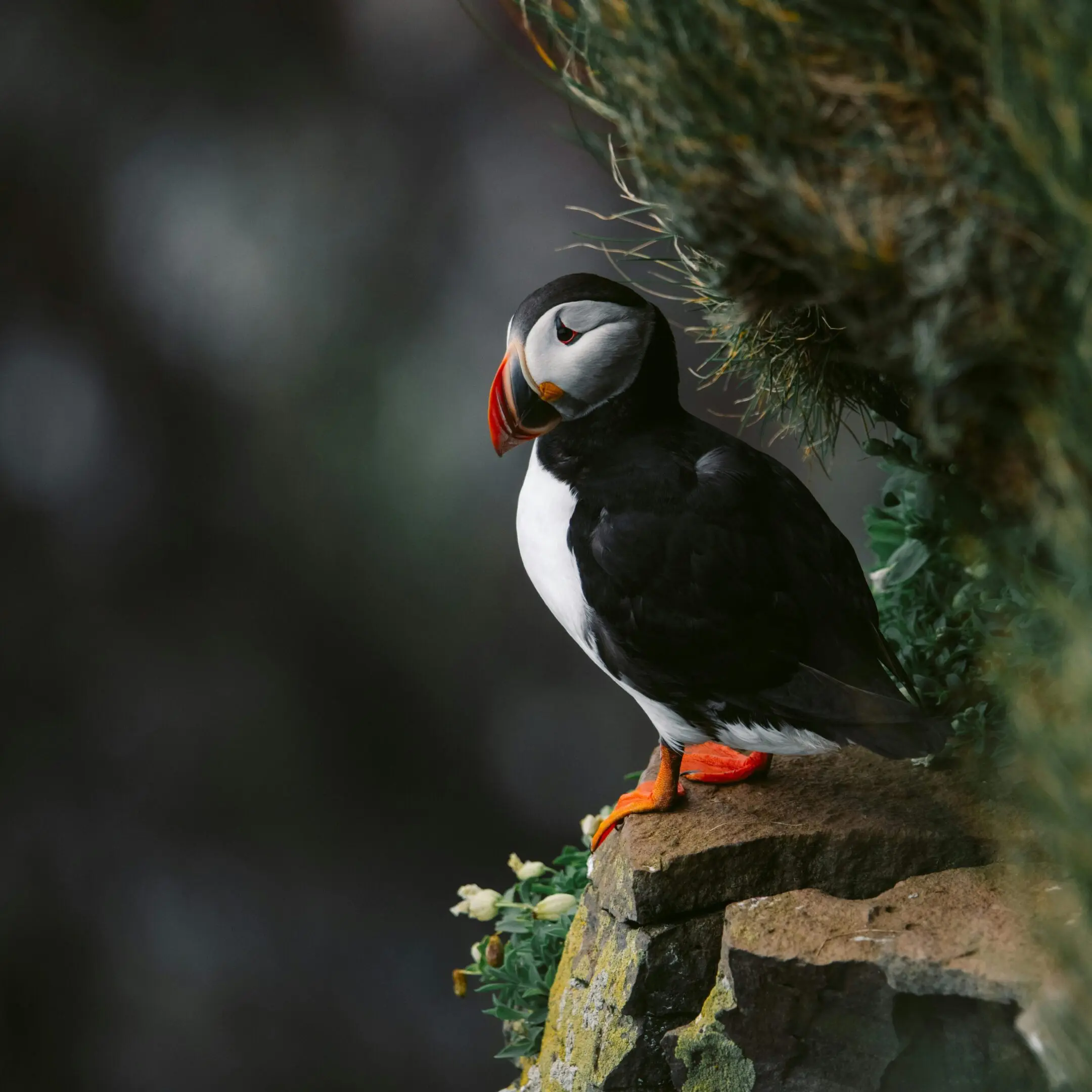 Atlantic puffin perched on rock.