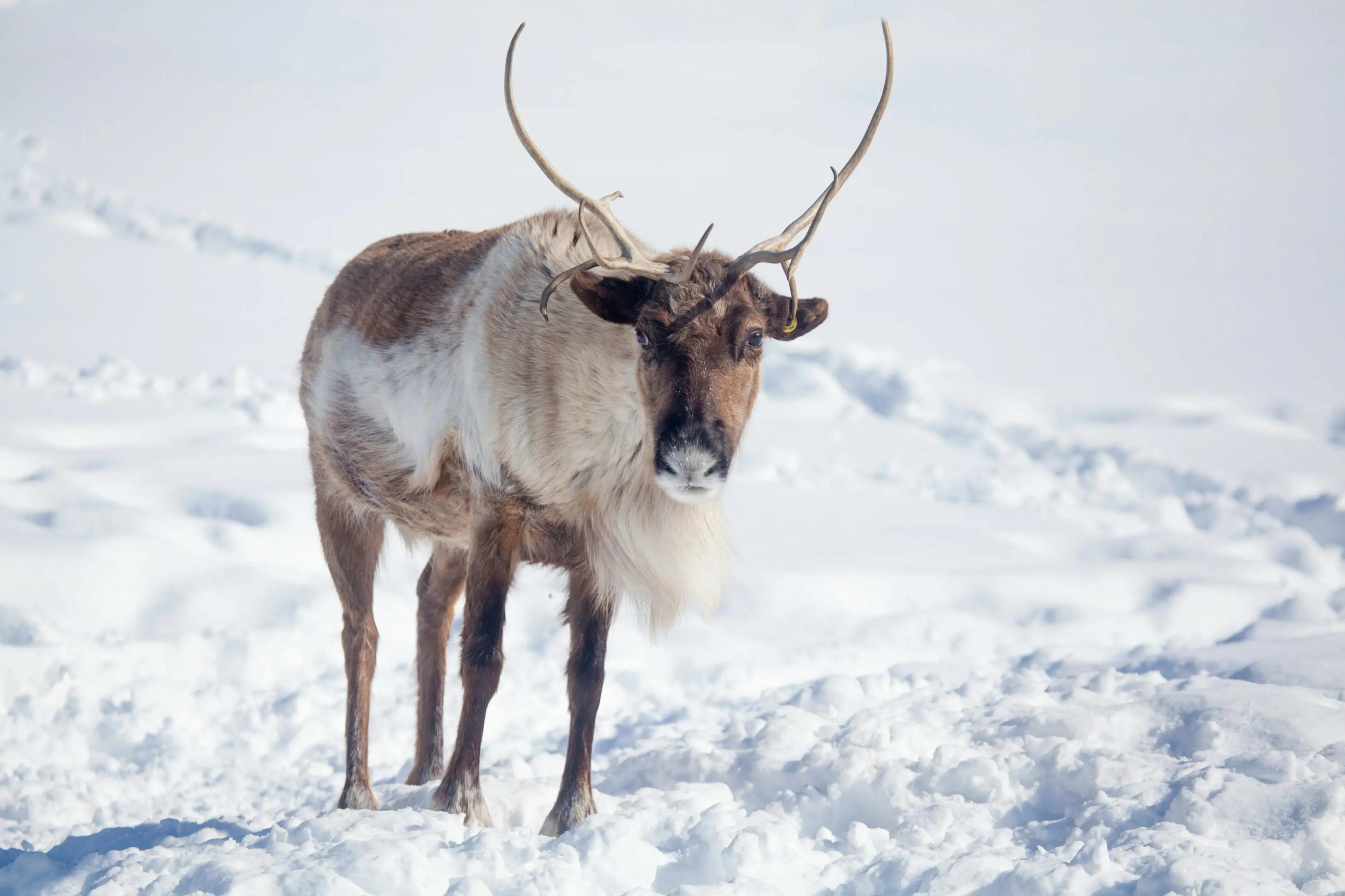 Reindeer standing in snowy landscape.