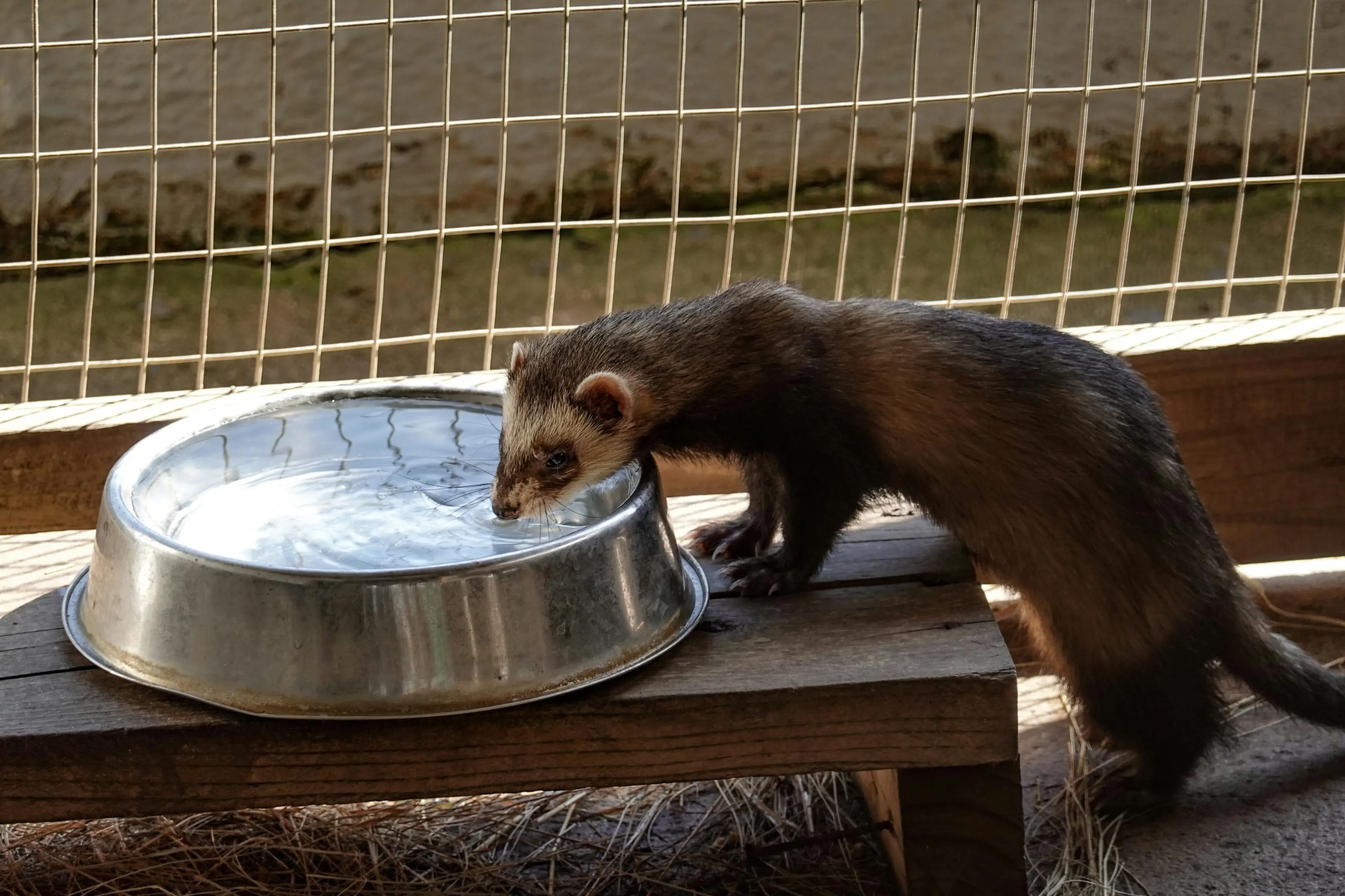 A ferret drinking water from a bowl.