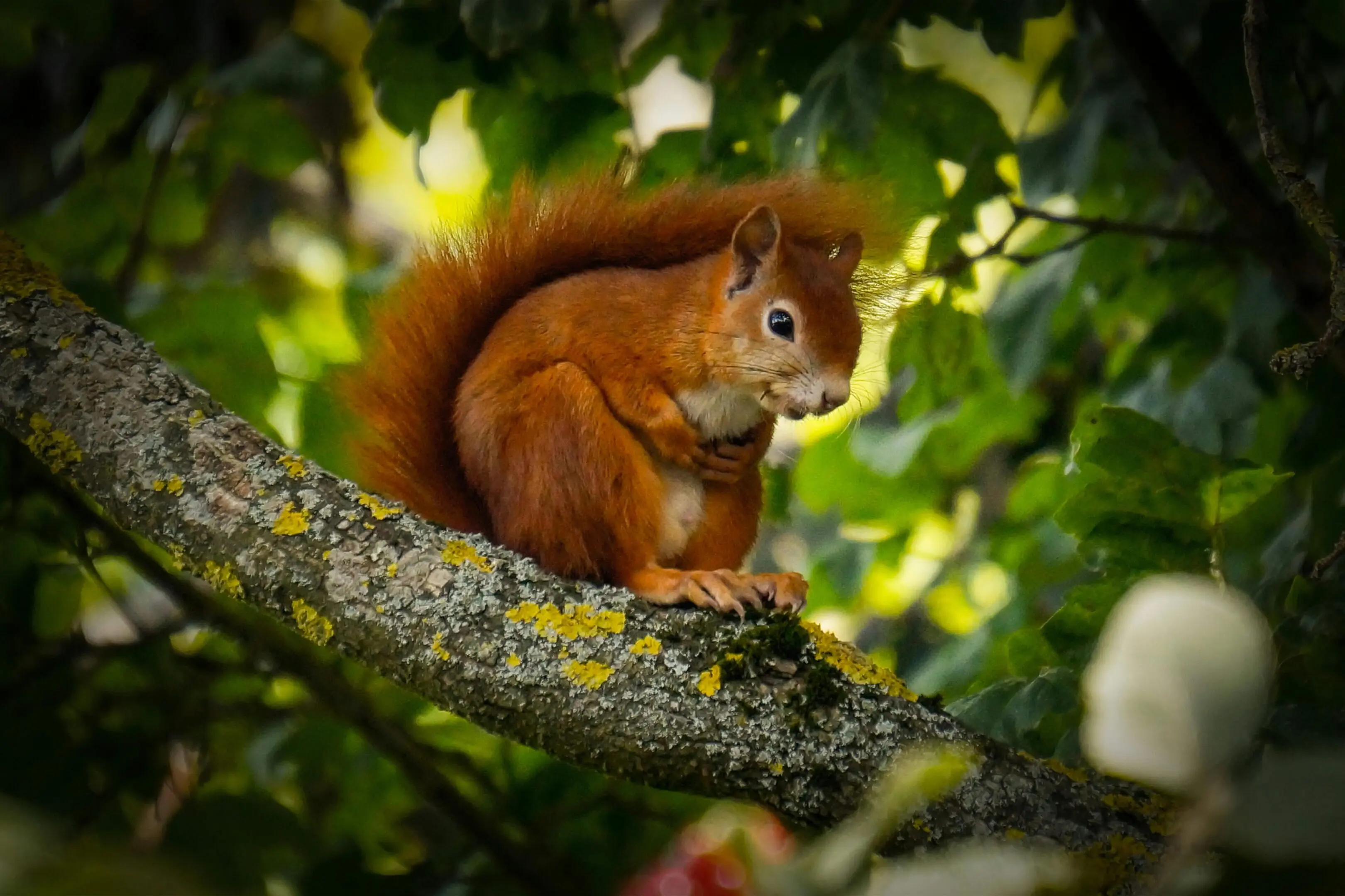 A squirrel sitting on top of a tree branch.