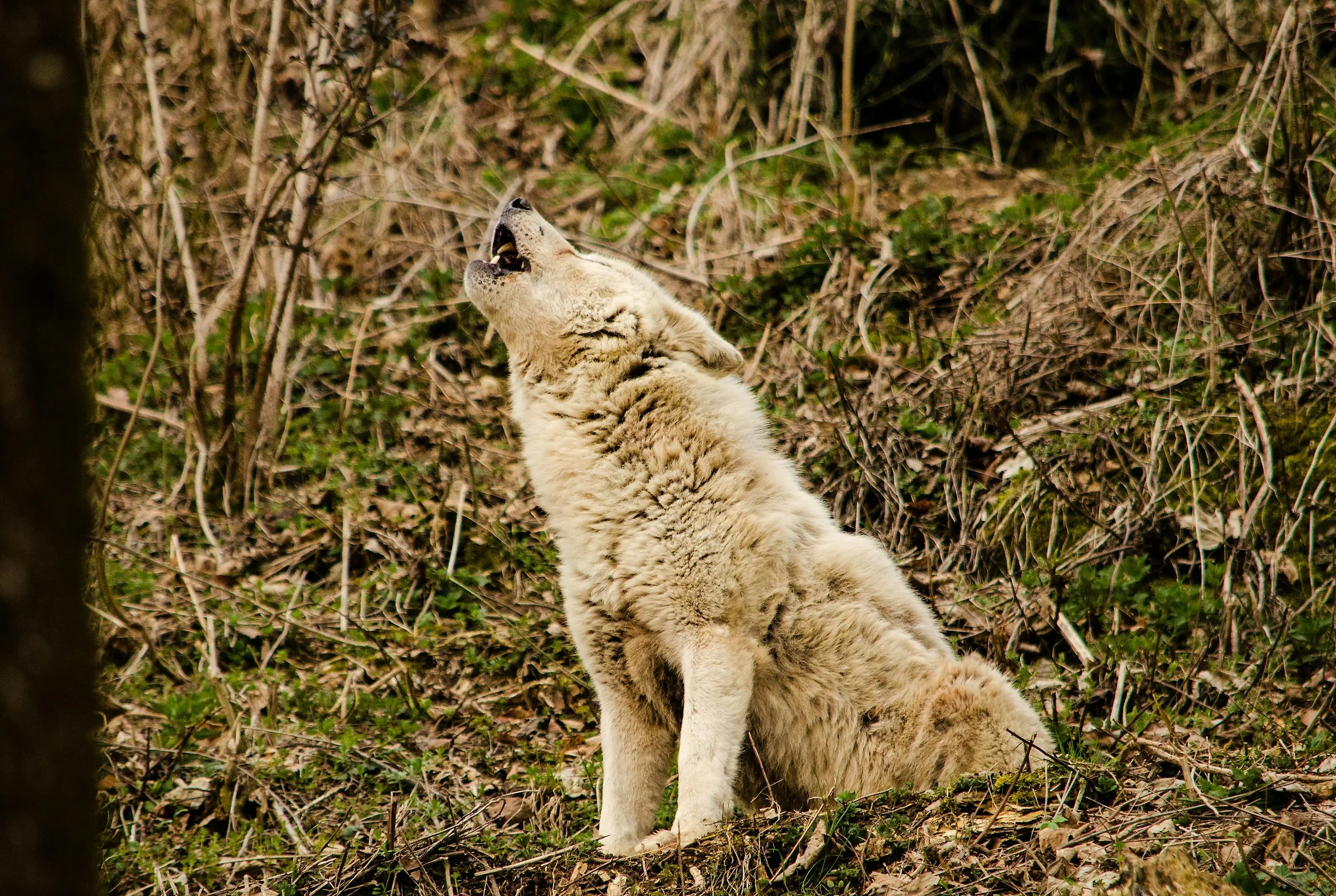 A wolf is standing in the grass and looking up.