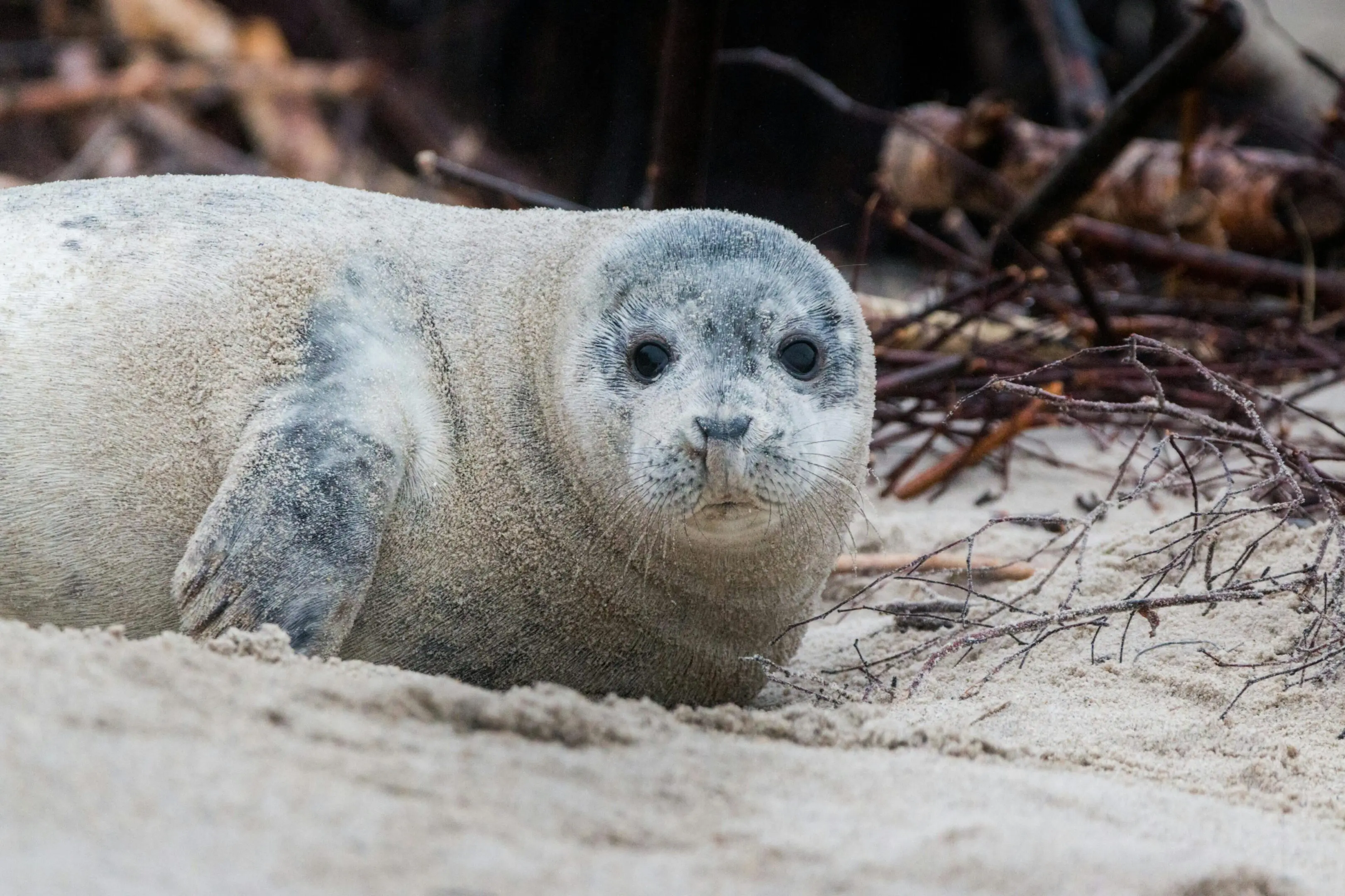 A seal is laying on the beach looking at the camera.