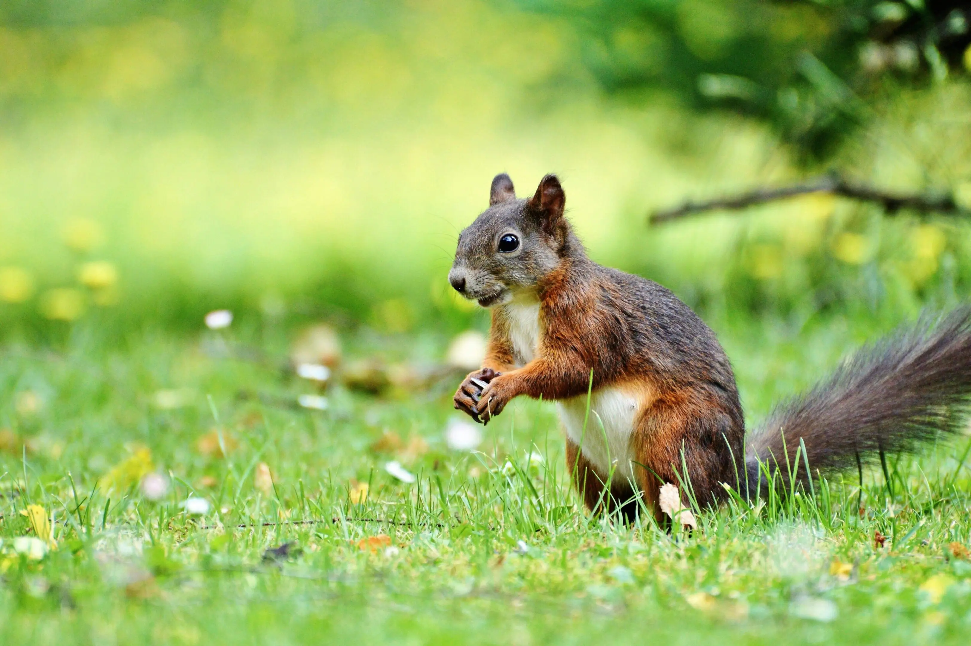 A squirrel sitting in the grass eating something.