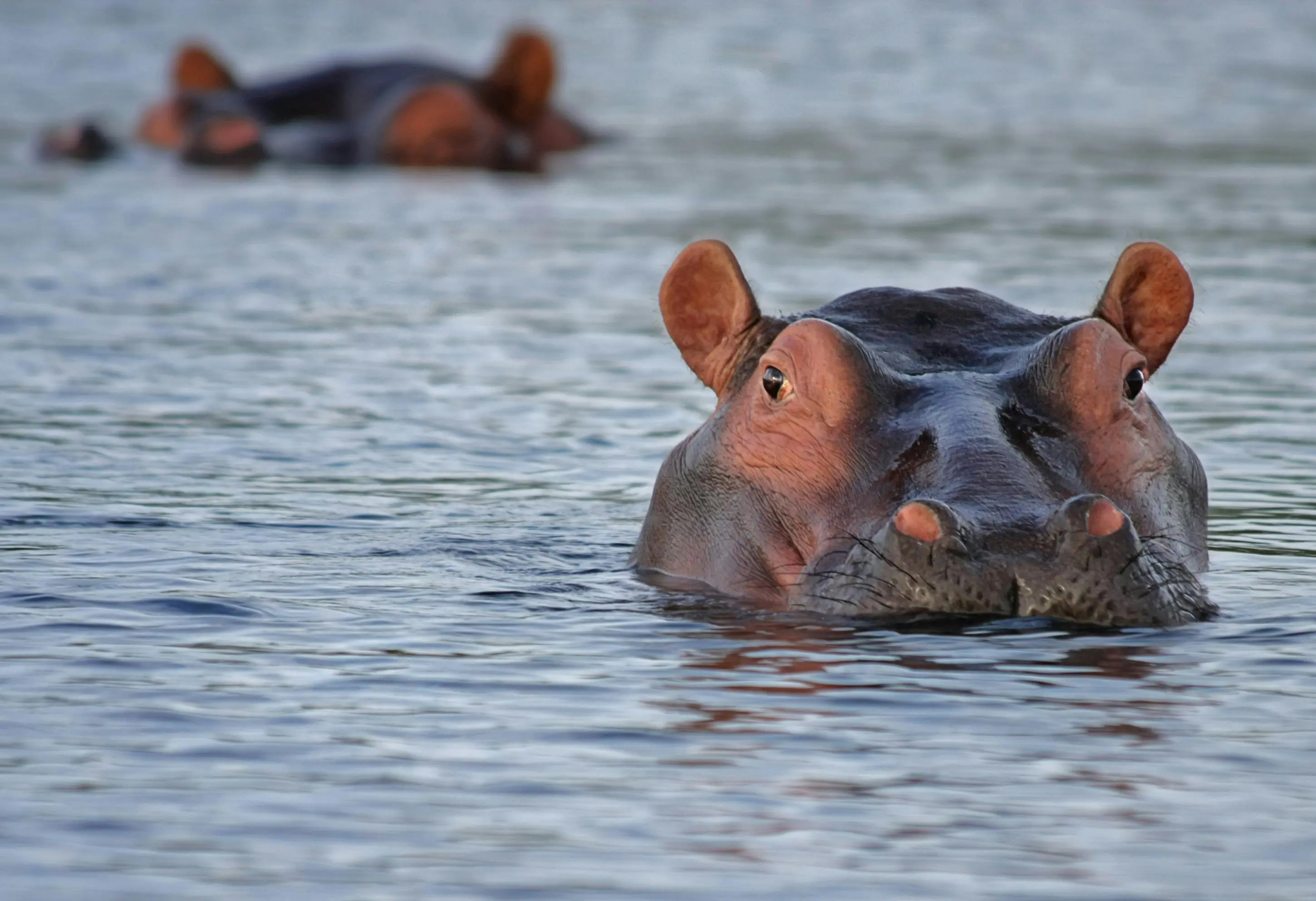 Hippopotamus surfacing in water.