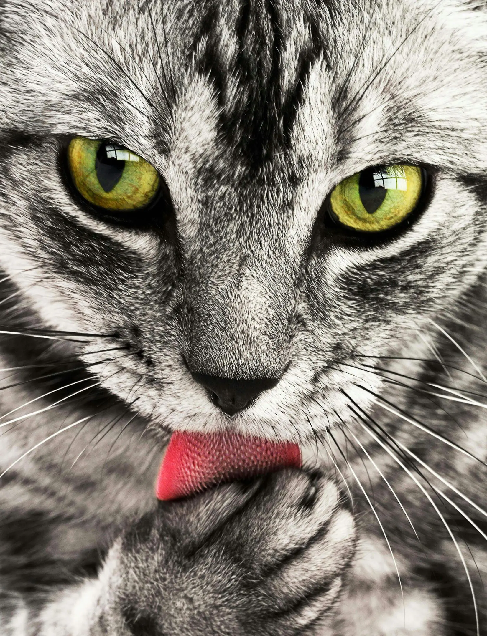 A cat with its mouth open and it's tongue hanging out.