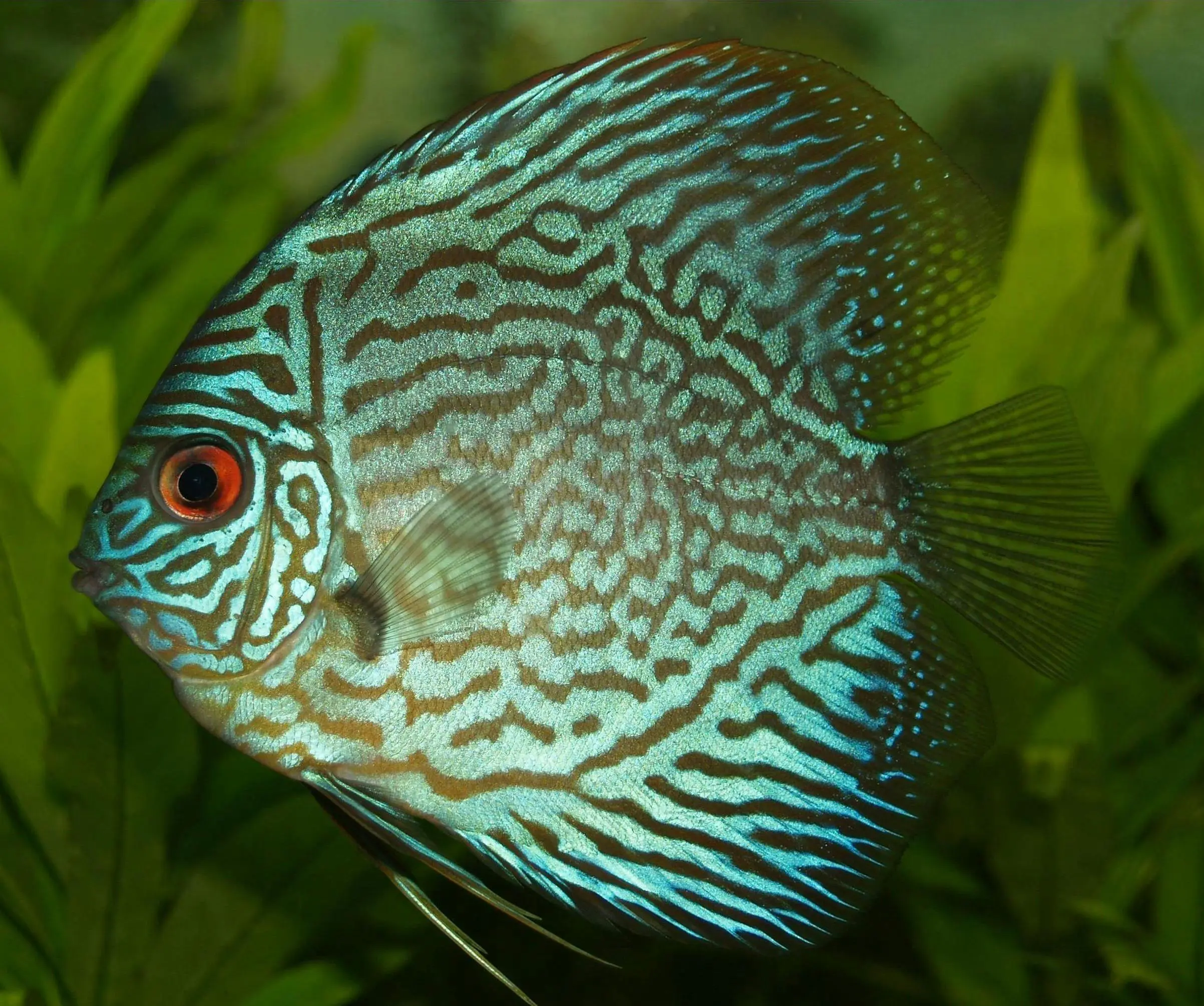 Blue discus fish with striped pattern.