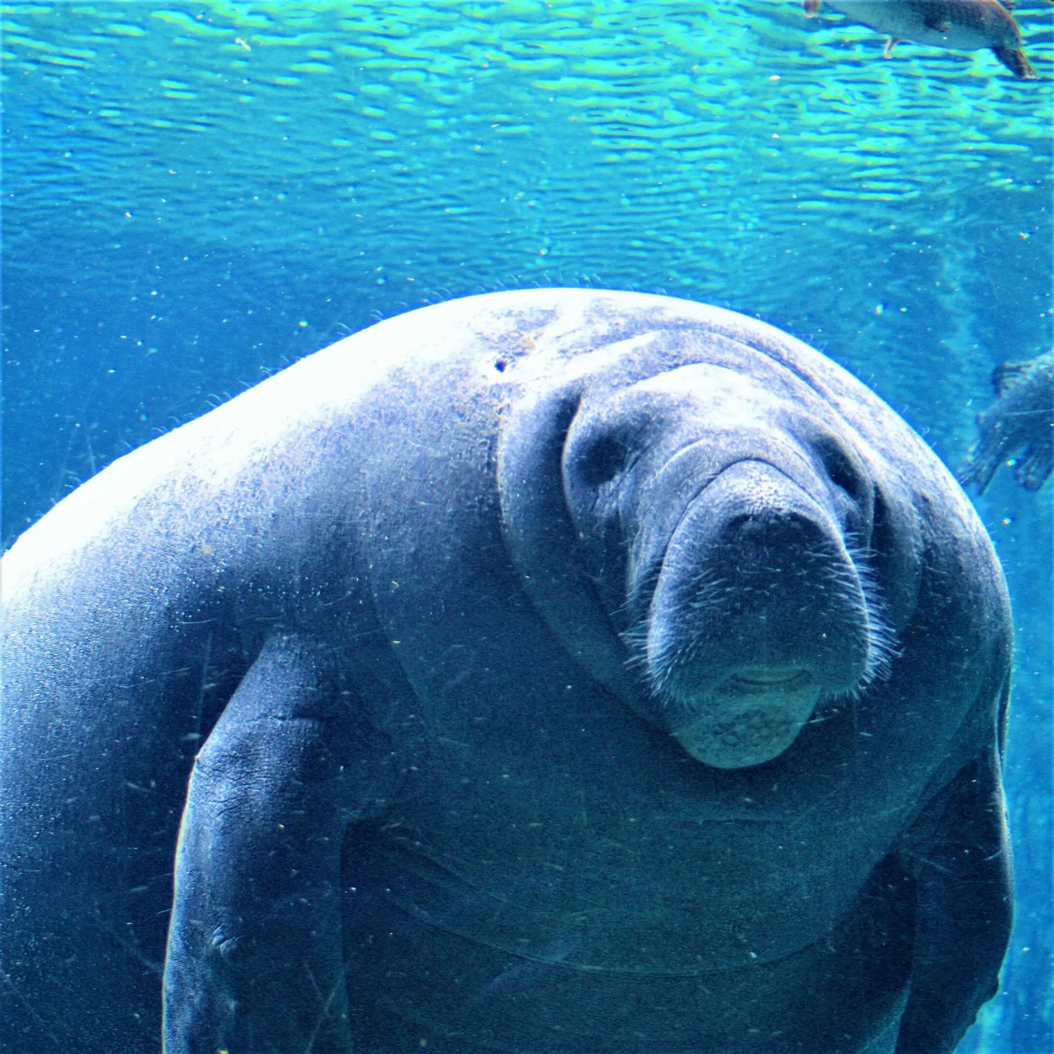 Manatee underwater, serene expression.