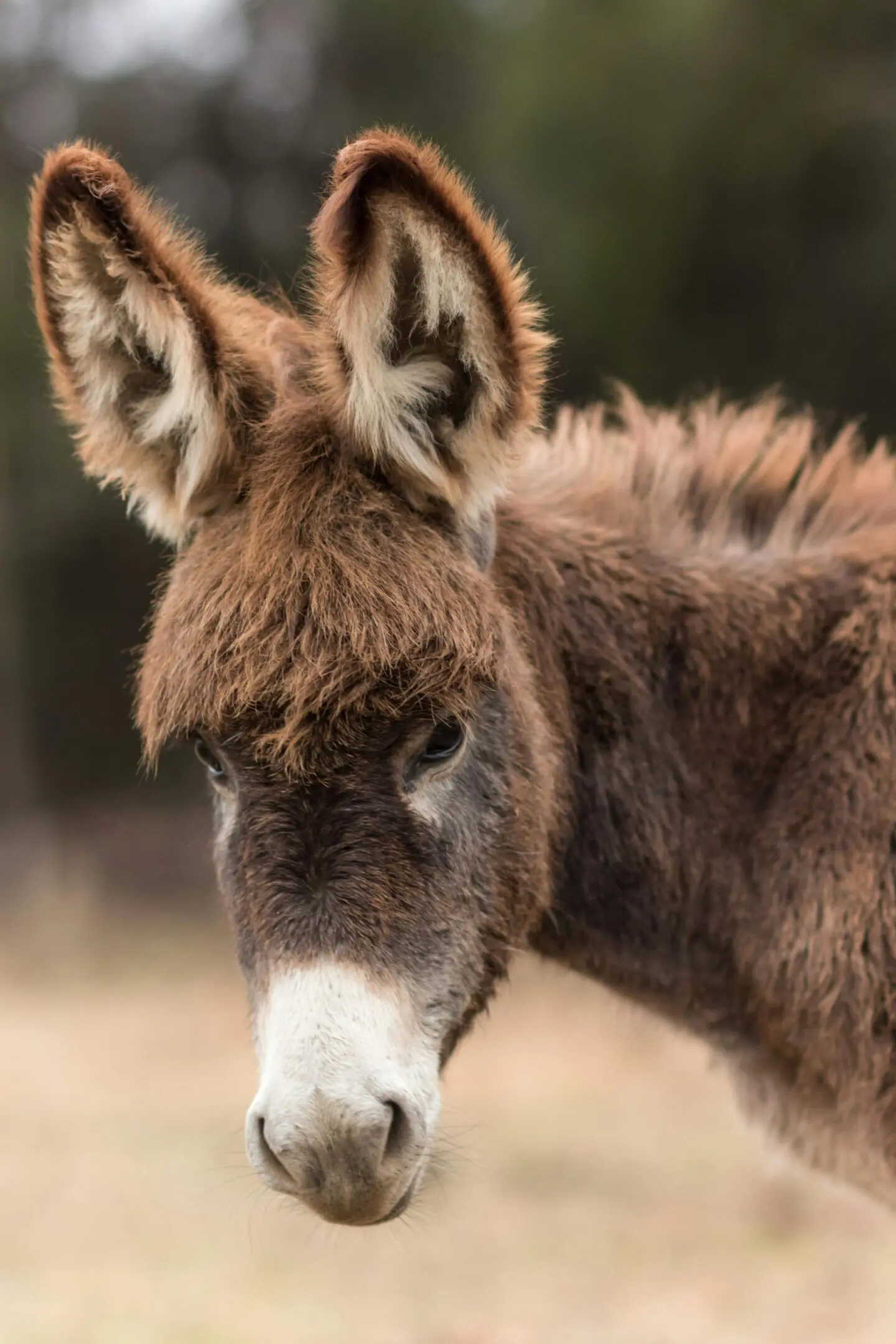 A donkey with long ears standing in the grass.