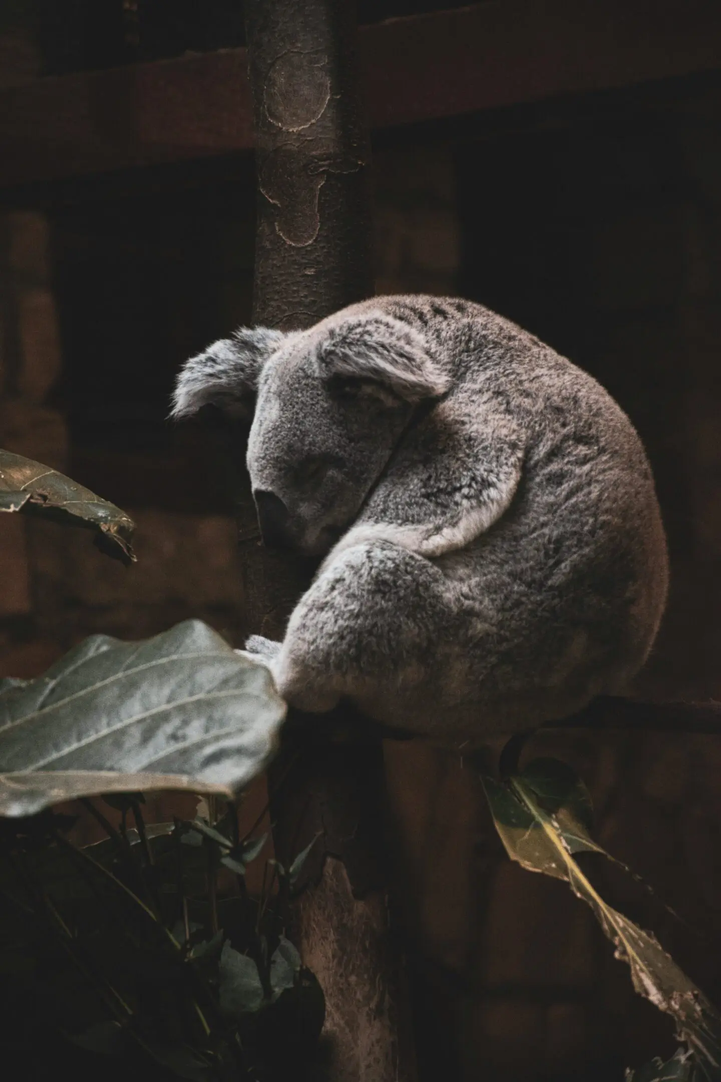 A koala bear sitting on top of a tree branch.
