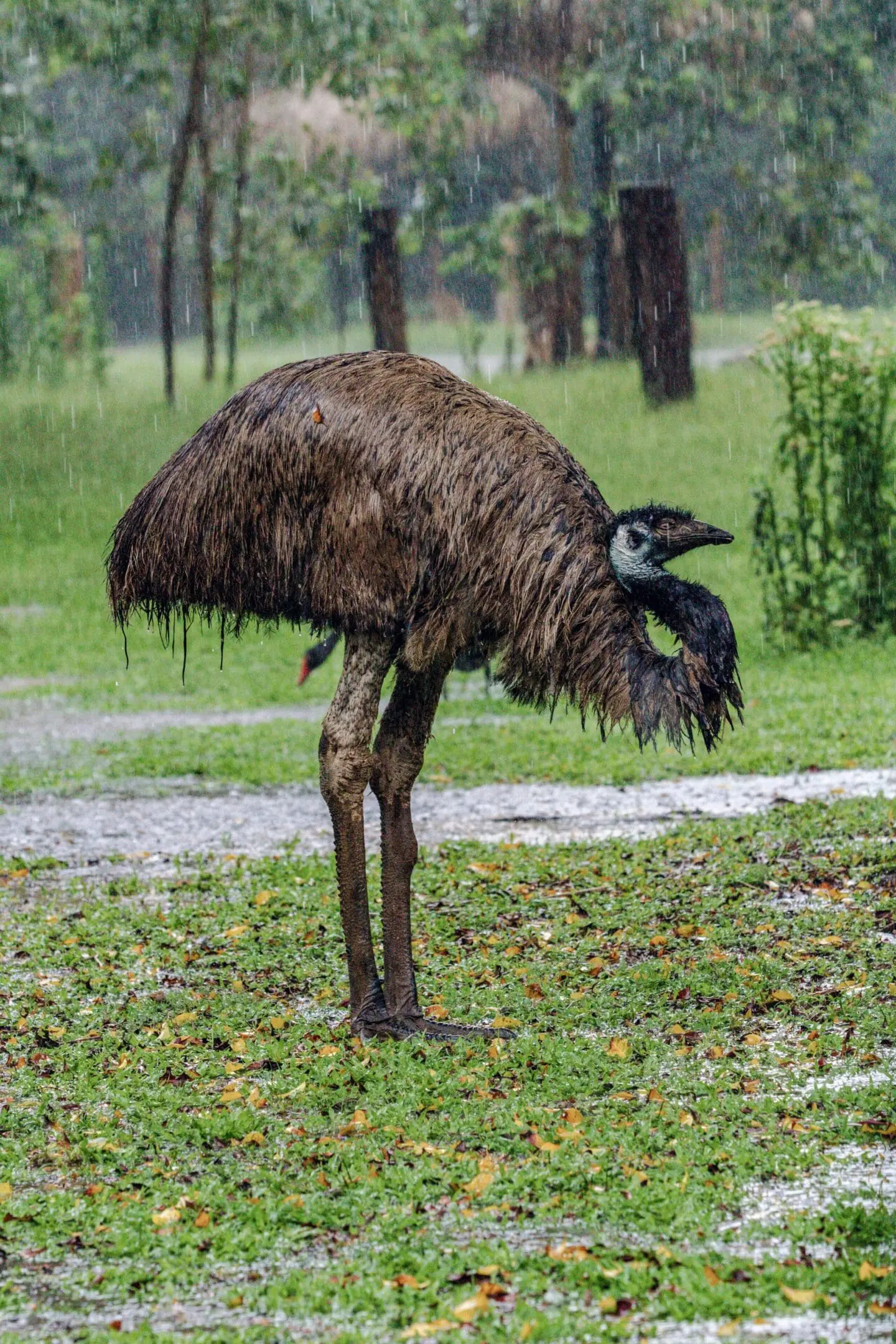 Emu in the rain, preening feathers.