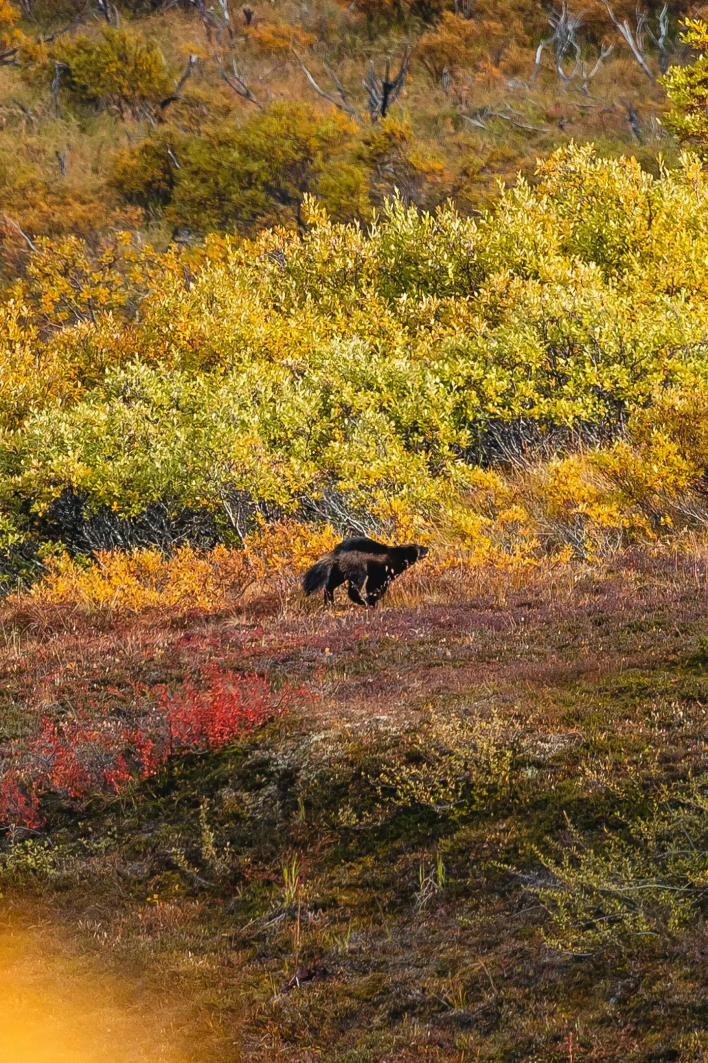 Black wolverine in autumnal tundra.