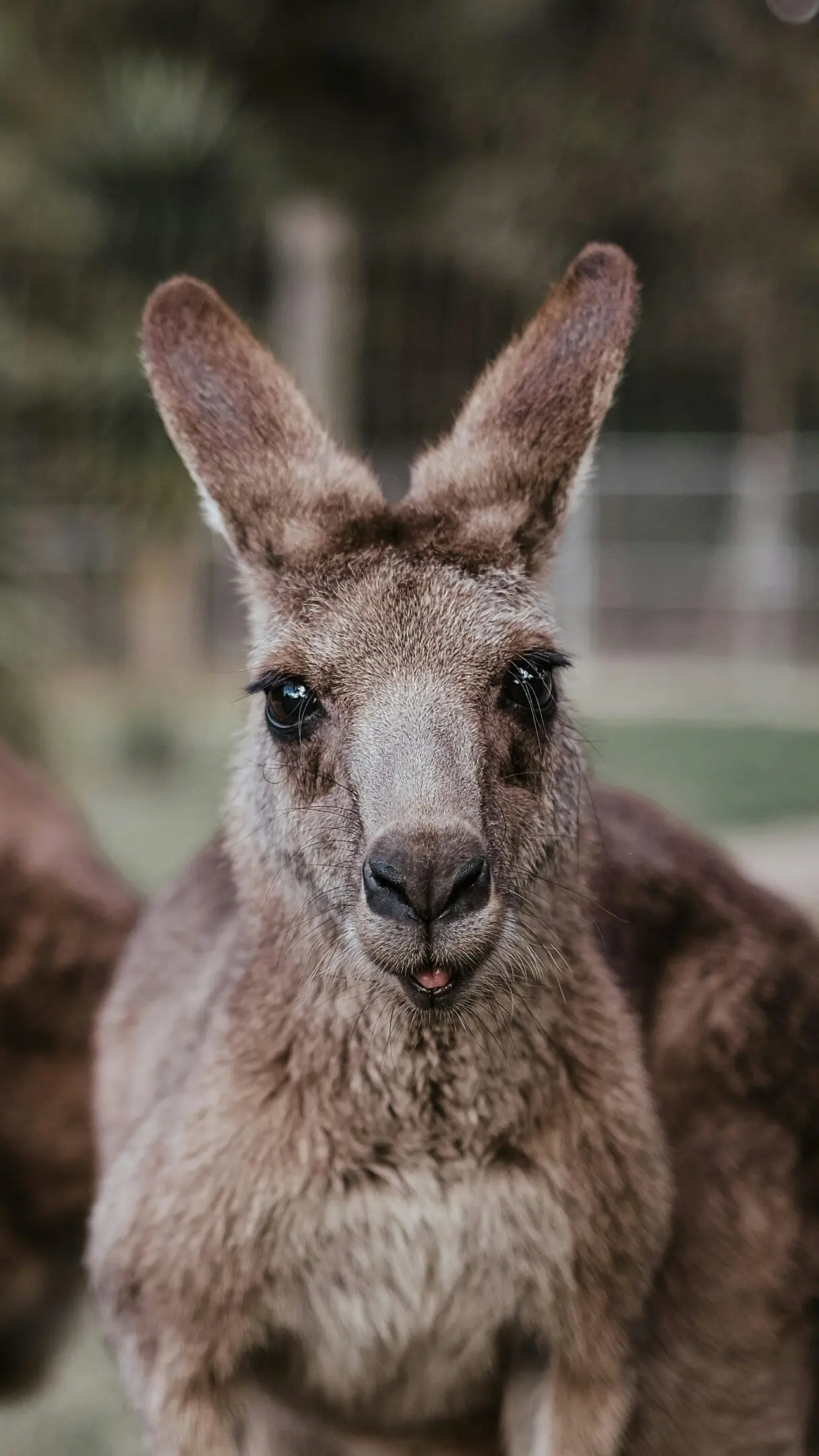 A close up of an animal with its face looking at the camera.