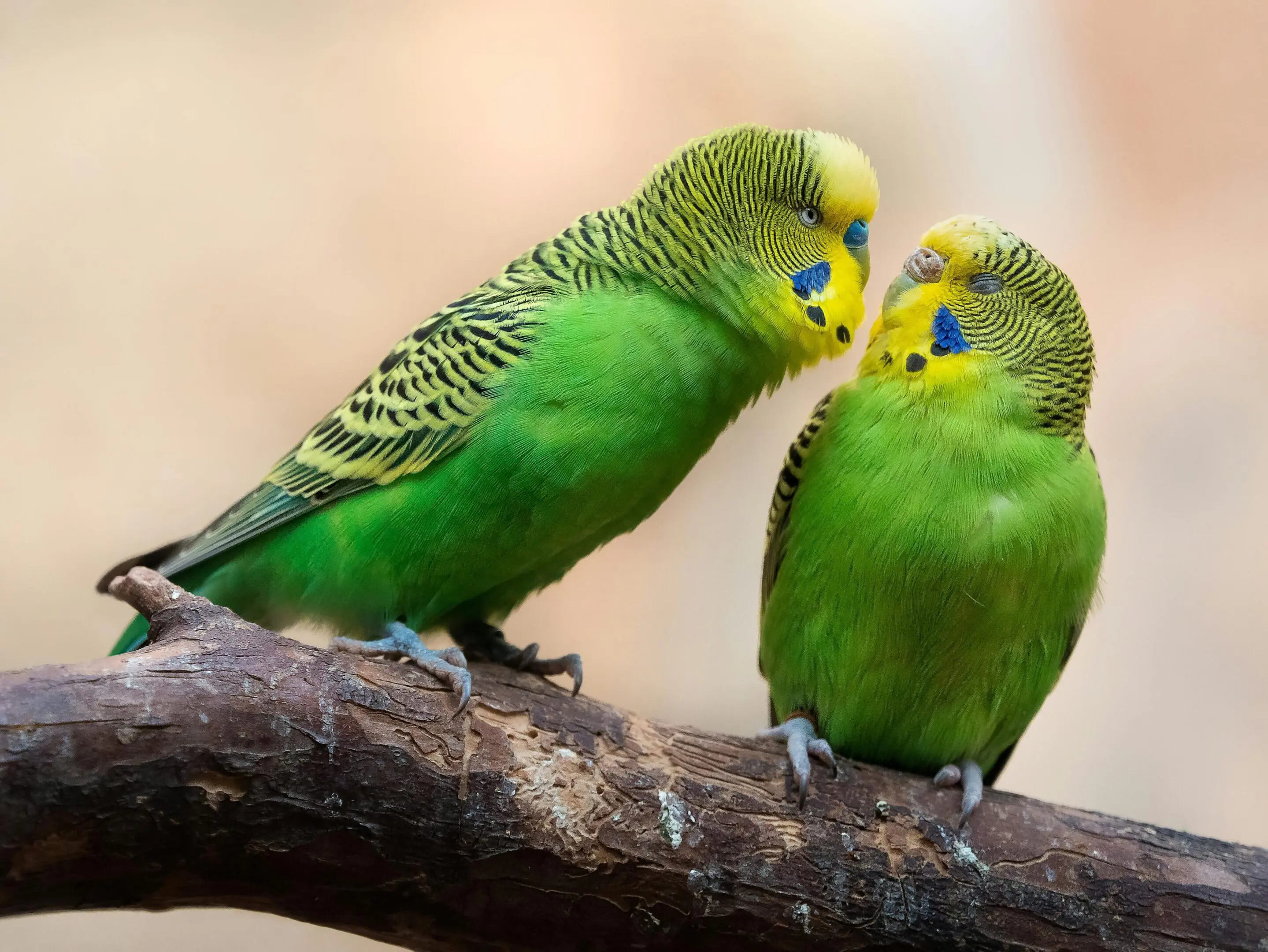 Two green parrots sitting on a branch.