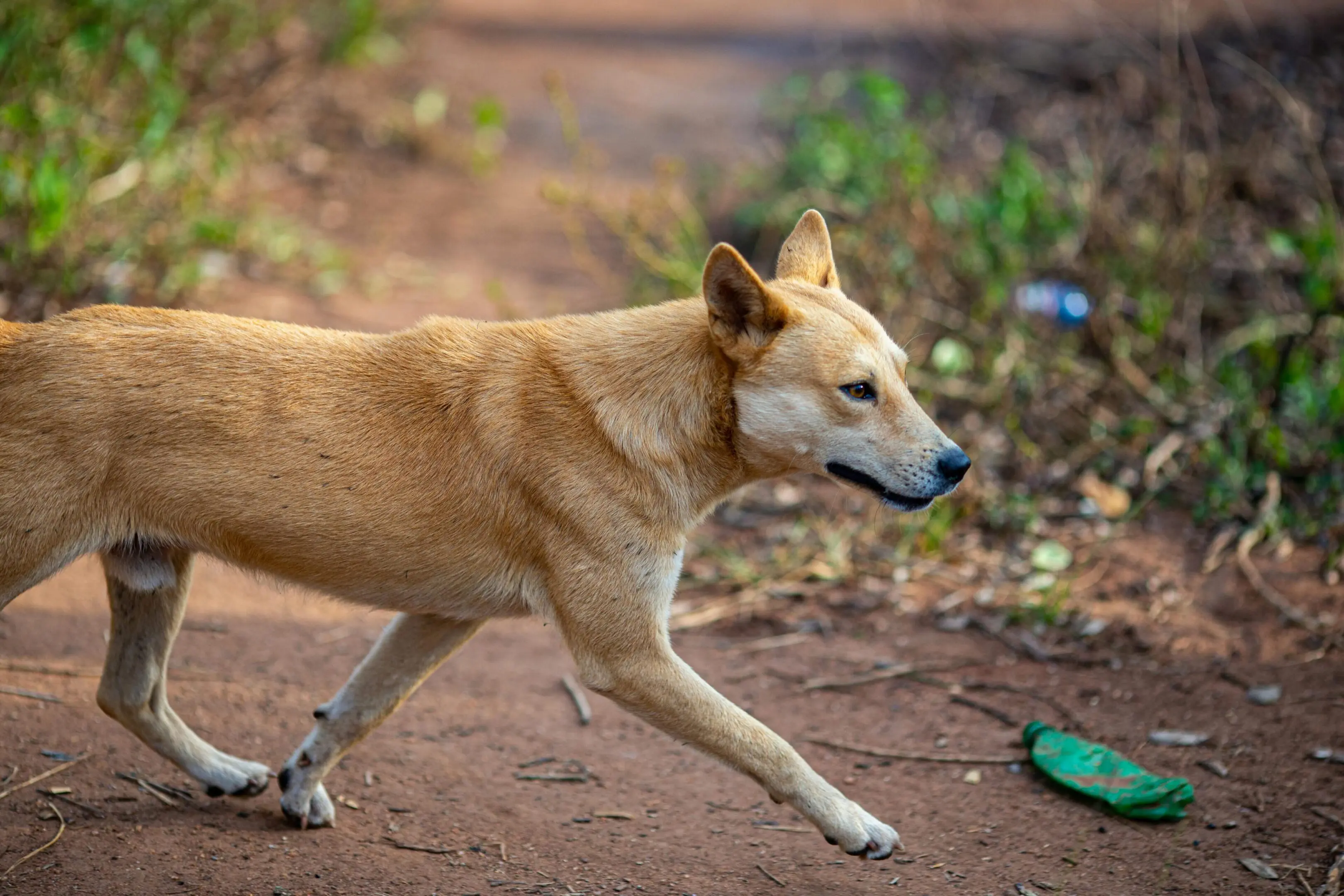 A dog running on the dirt near some bushes