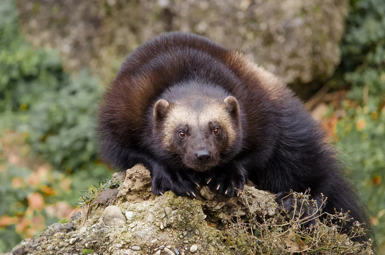 Wolverine sitting on a rock.