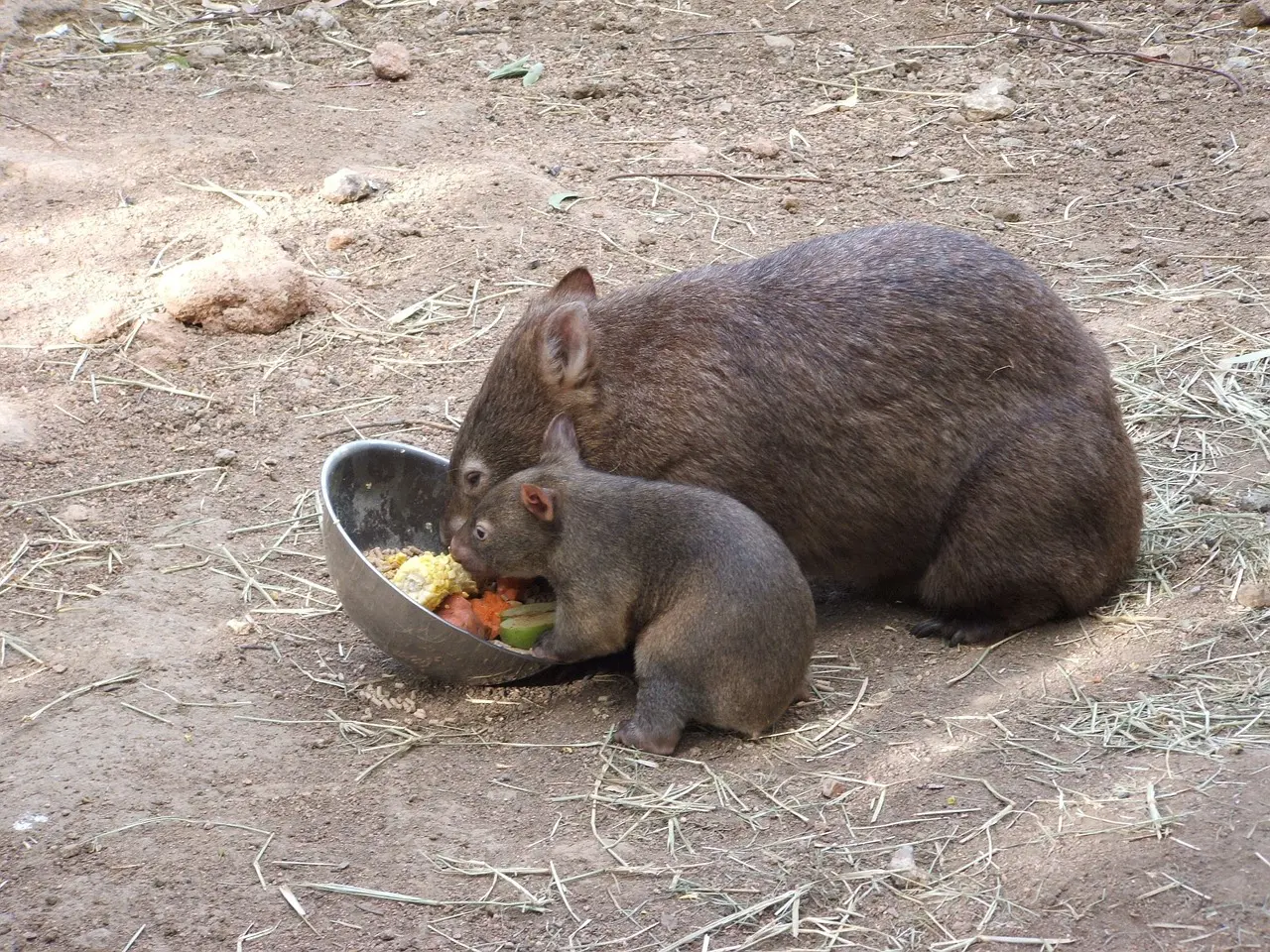 A wombat and its baby eating from a bowl.