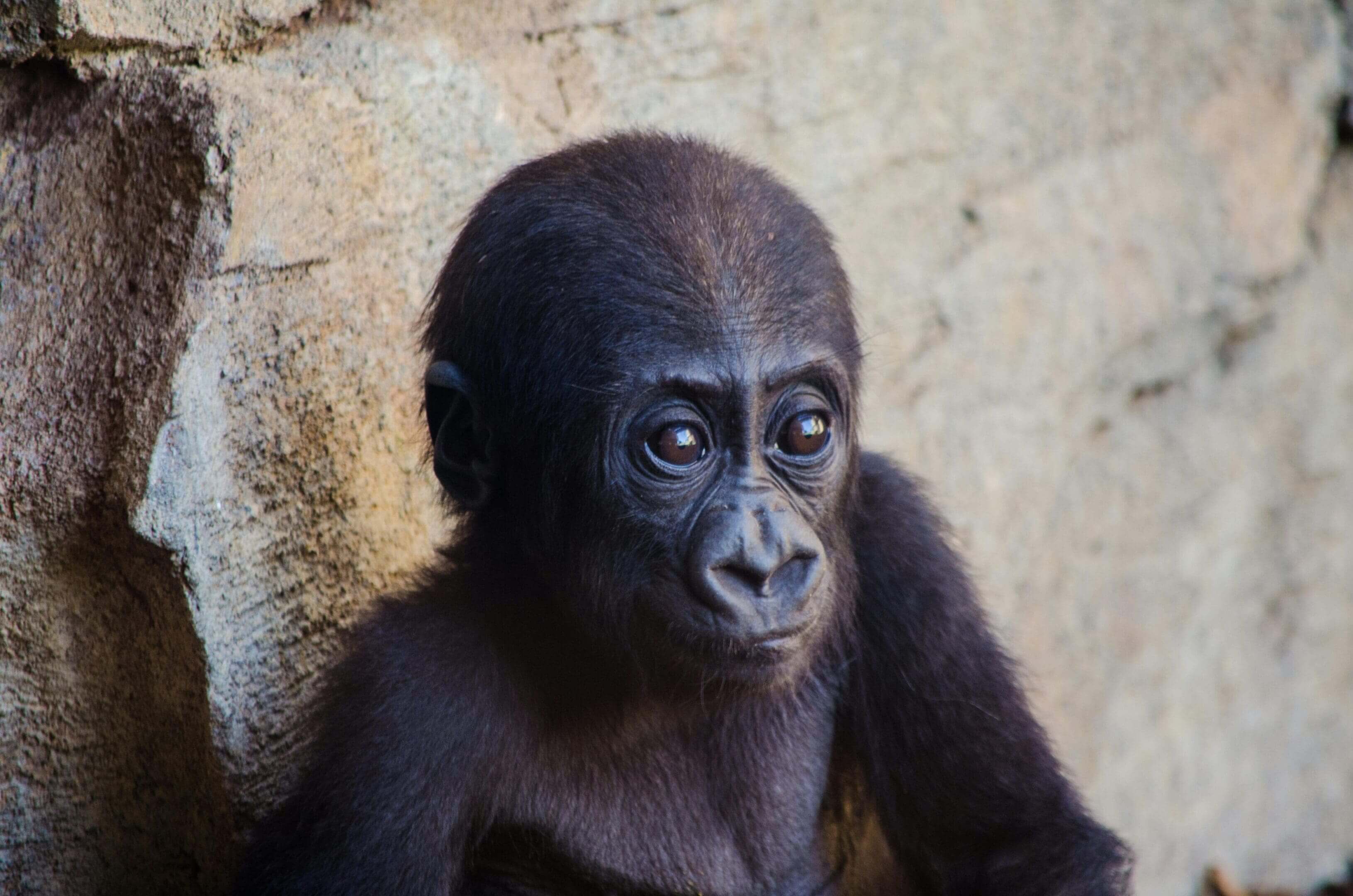 A baby gorilla is sitting on the side of a wall.