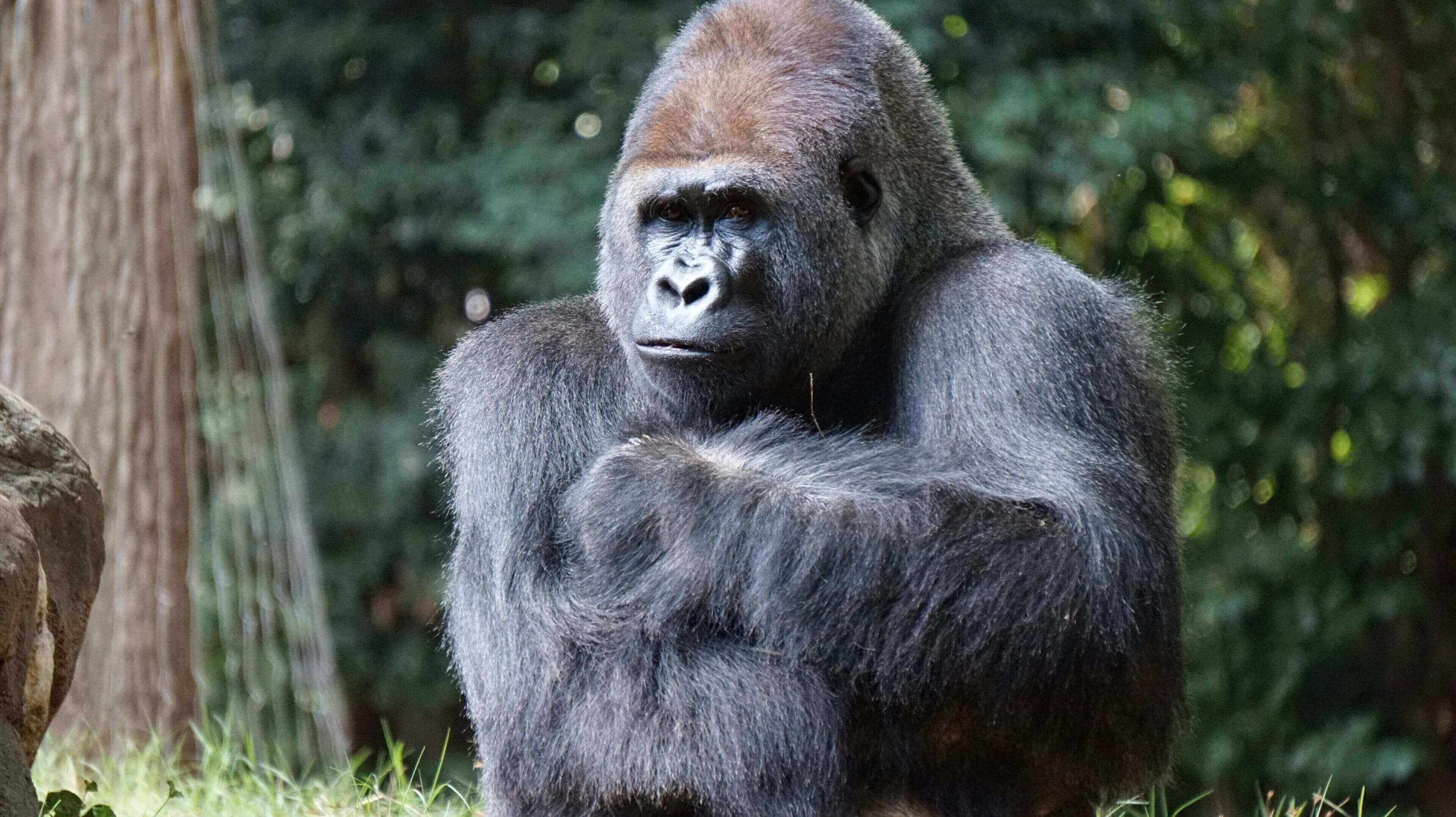 A gorilla is standing in the grass near trees.