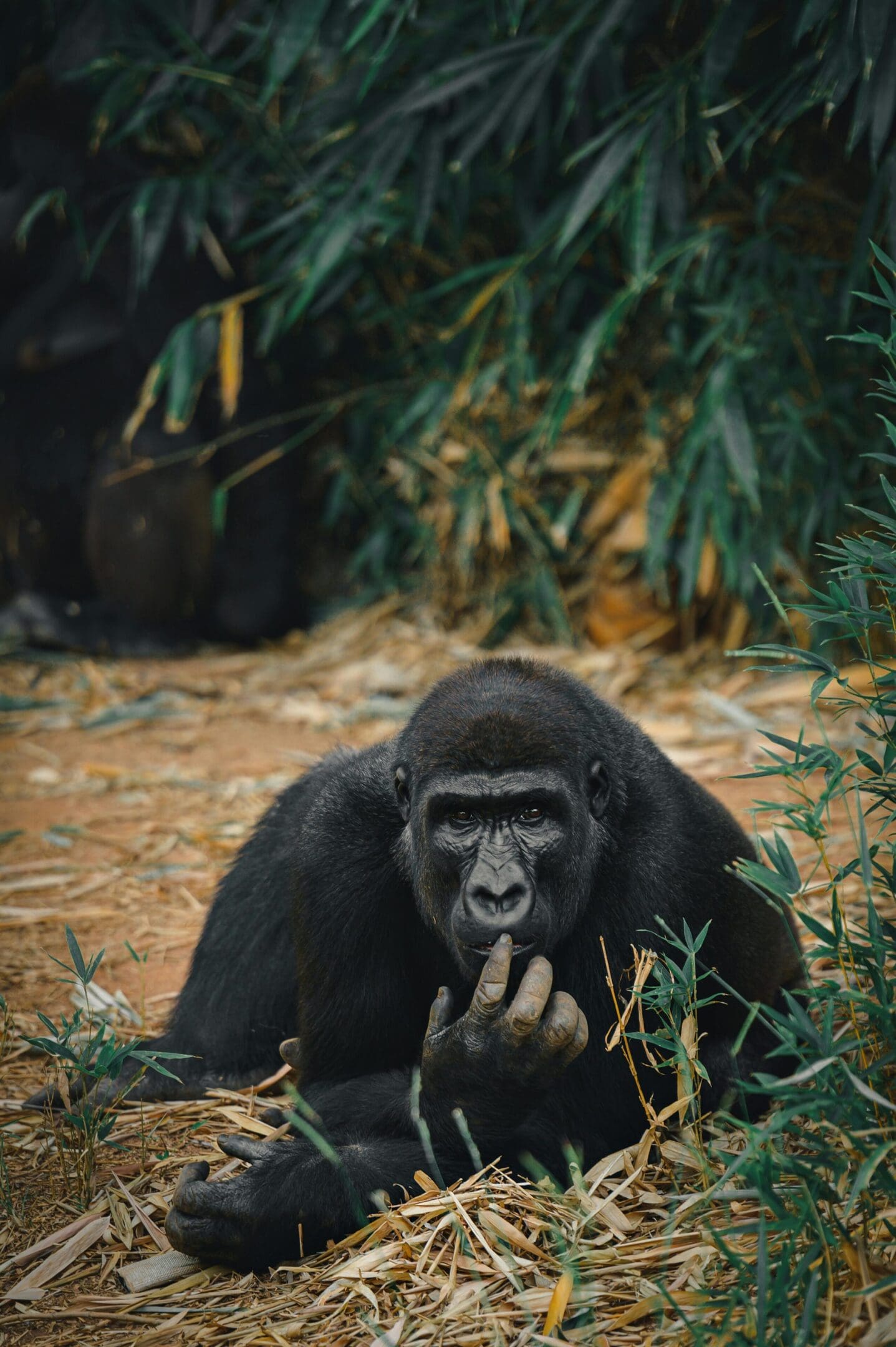 A gorilla is sitting in the grass and looking at something.