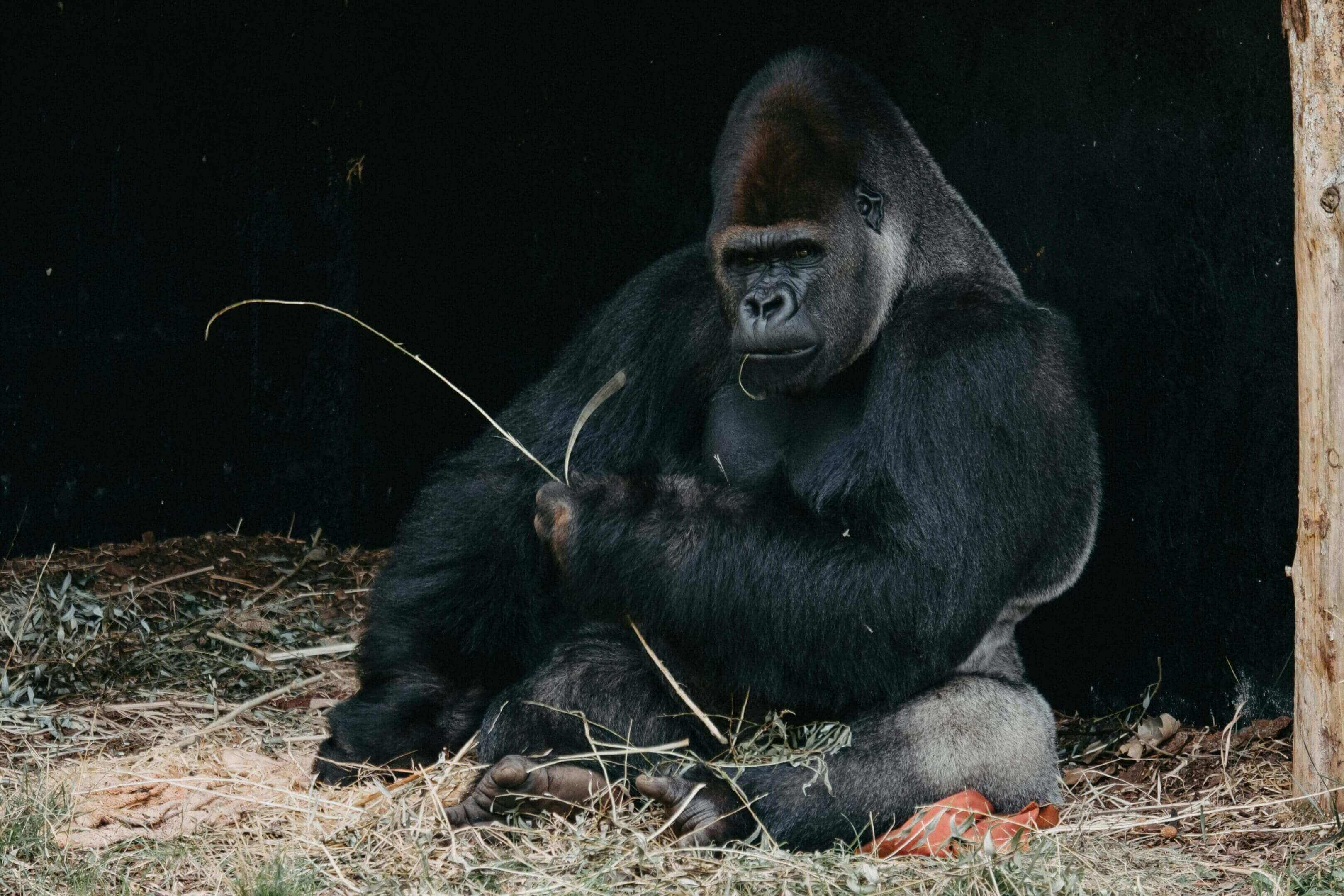 A gorilla sitting on the ground holding some sticks